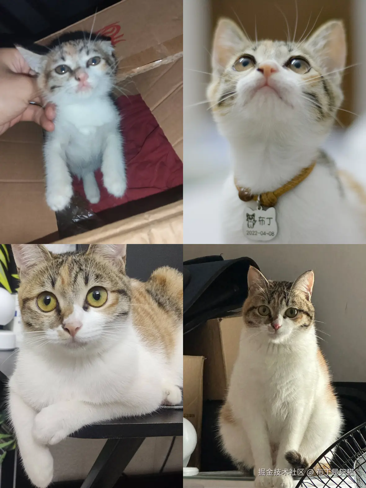 布丁是只猫于2025-06-18 09:07发布的图片