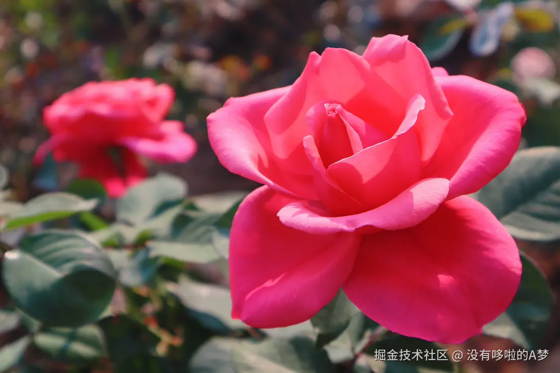 没有哆啦的A梦于2025-03-26 13:42发布的图片