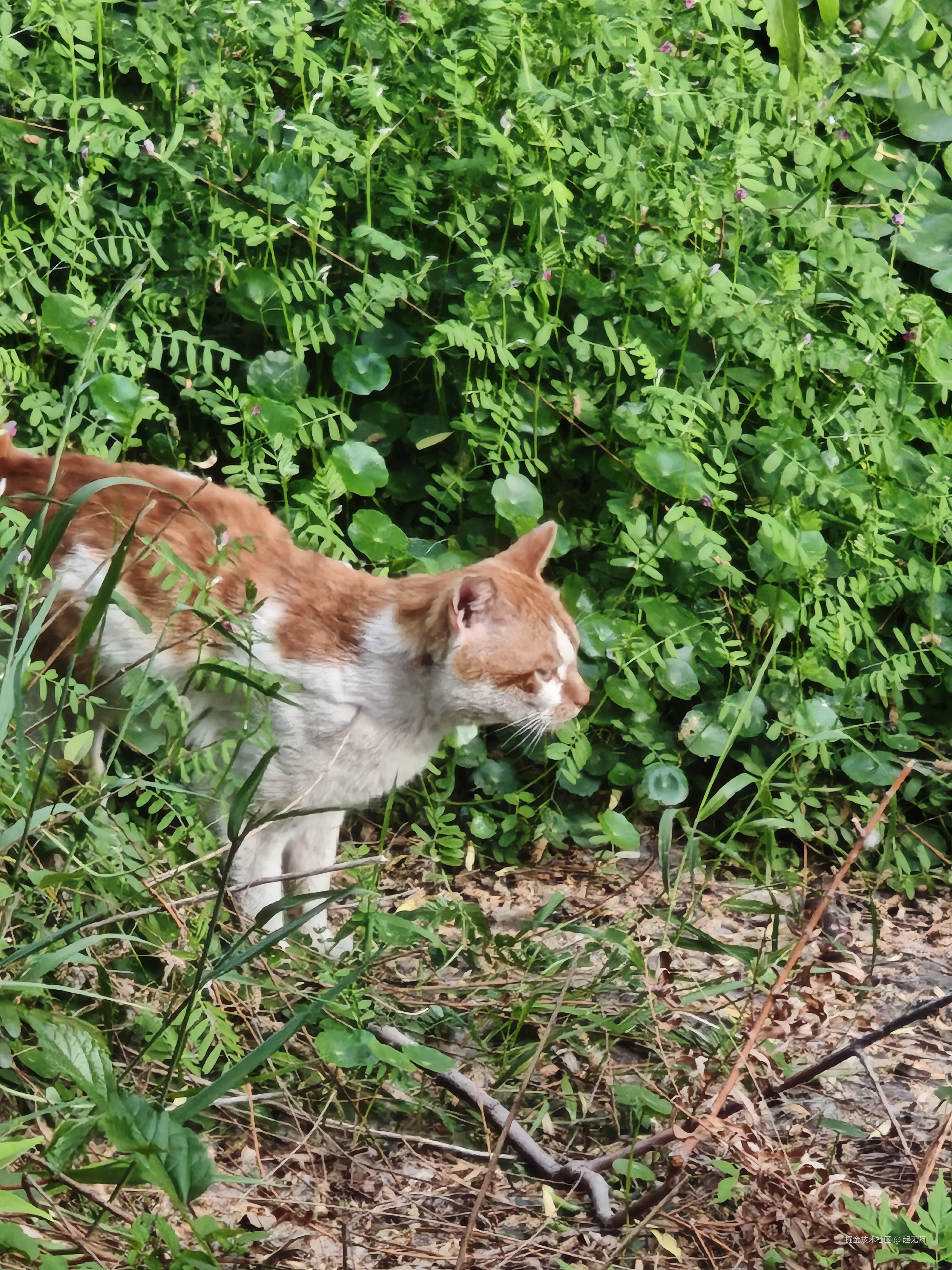 起无陌于2026-04-19 21:19发布的图片