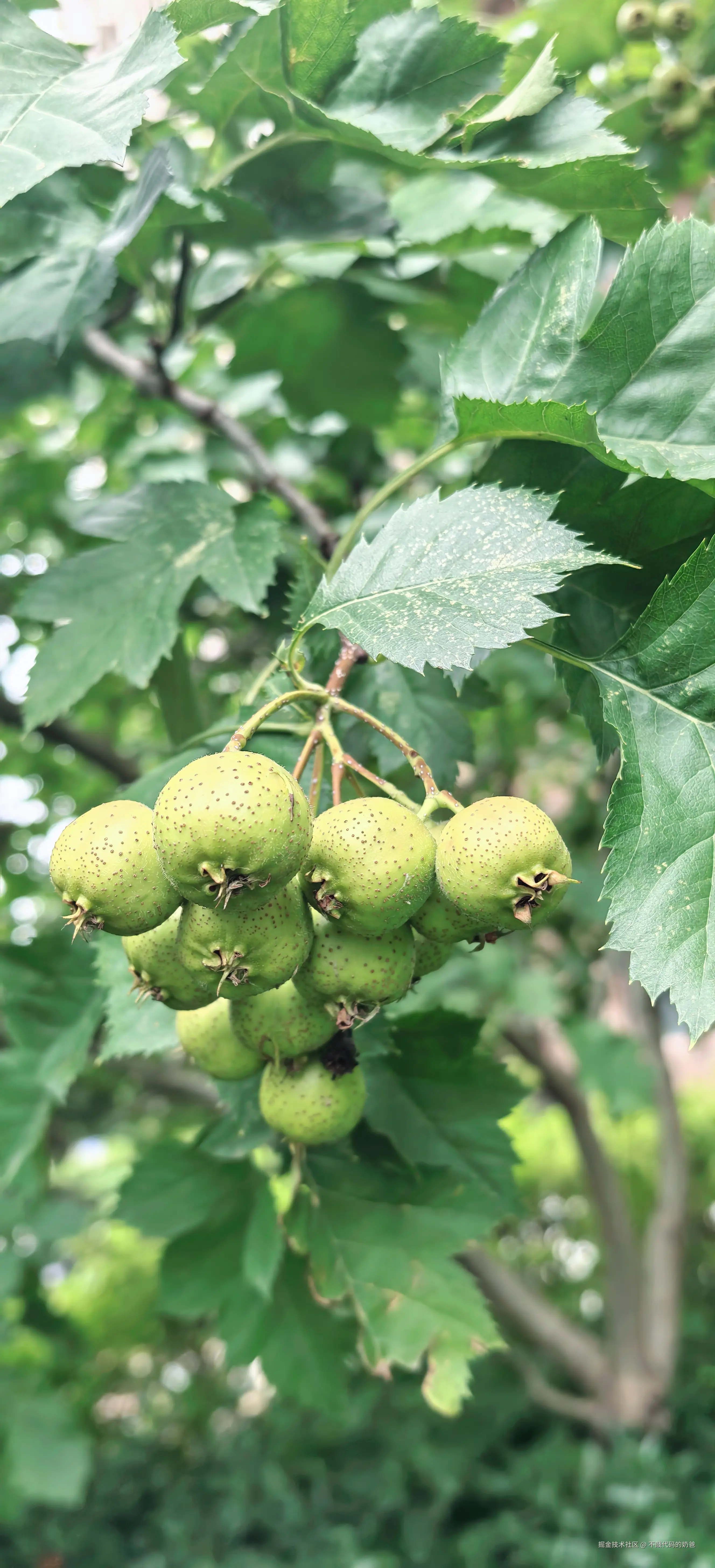 不敲代码的奶爸于2024-08-25 16:49发布的图片