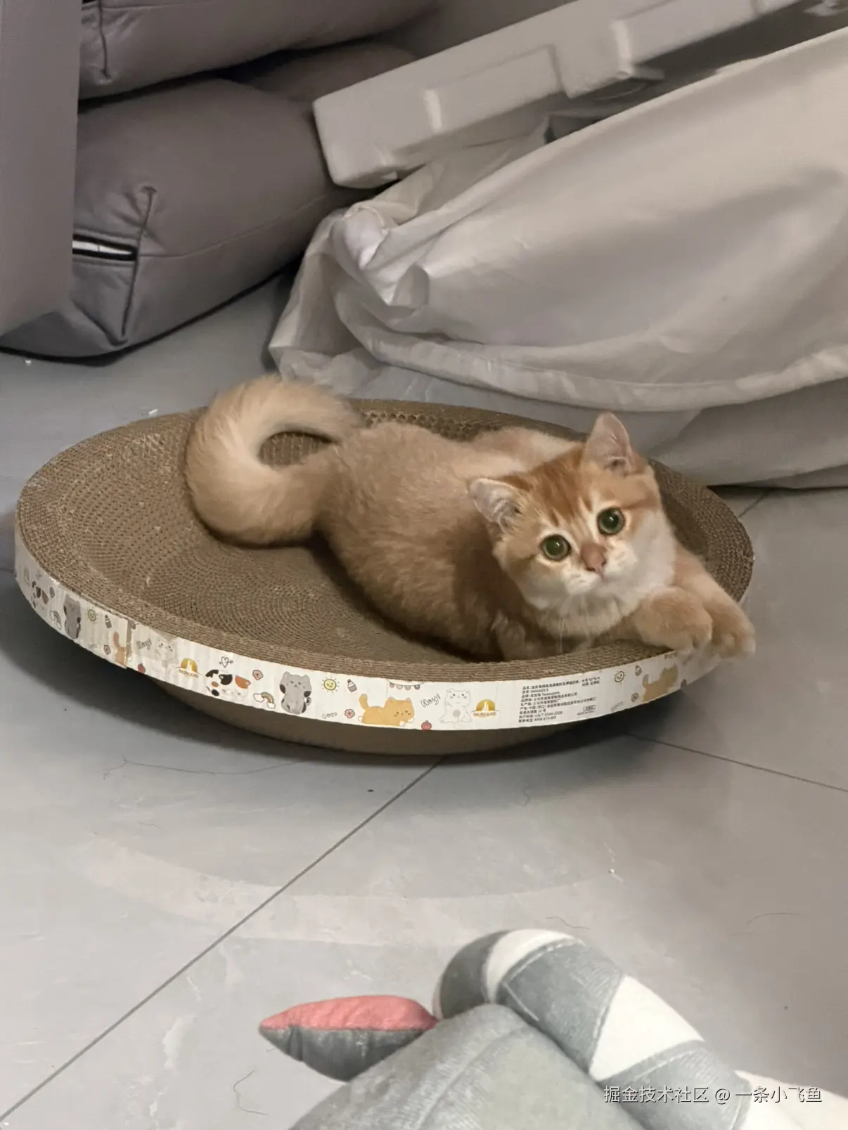 一条小飞鱼于2026-08-17 08:45发布的图片