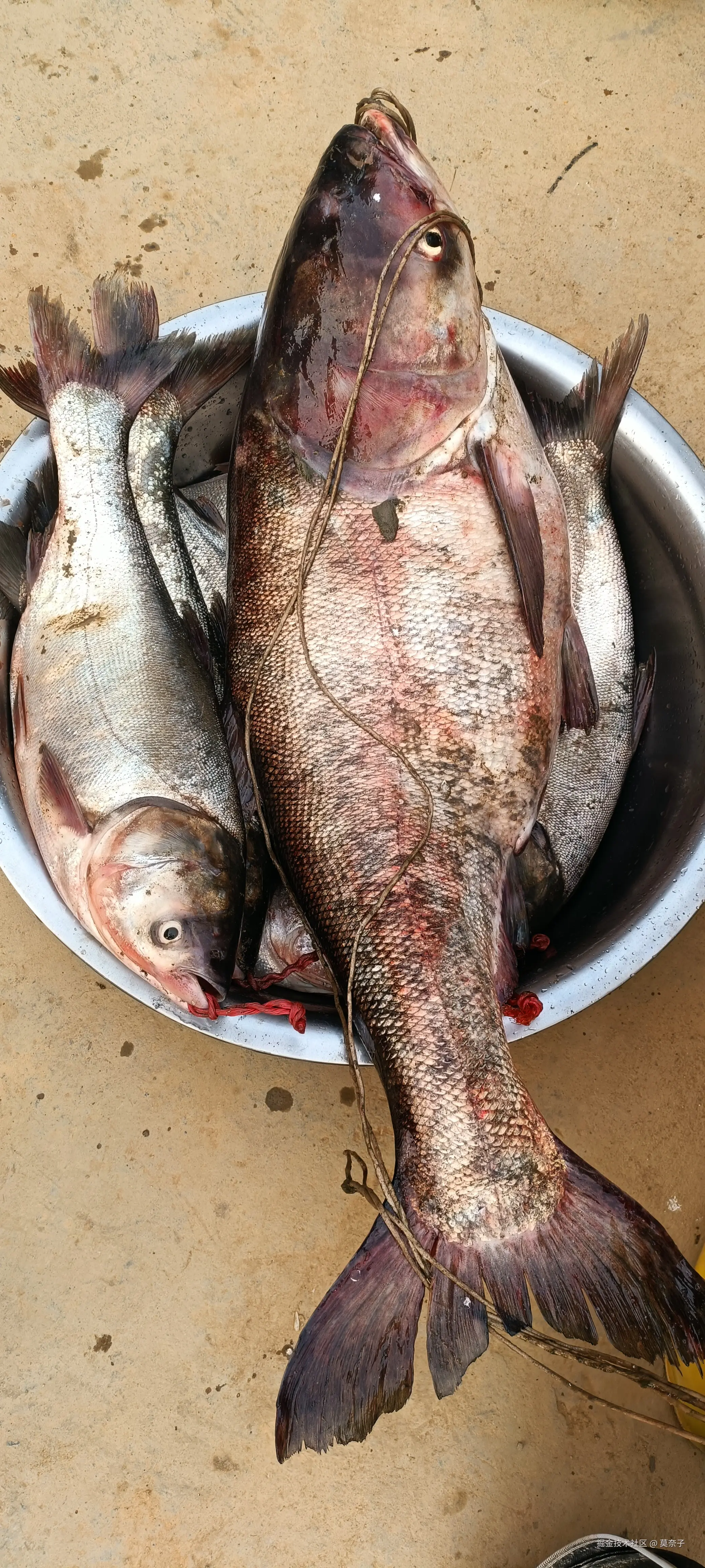 莫奈子于2025-04-10 19:07发布的图片