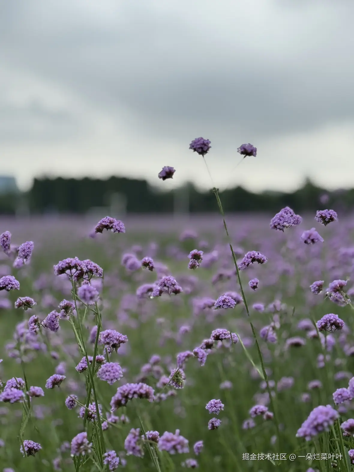 一朵烂菜叶叶于2025-06-30 10:17发布的图片