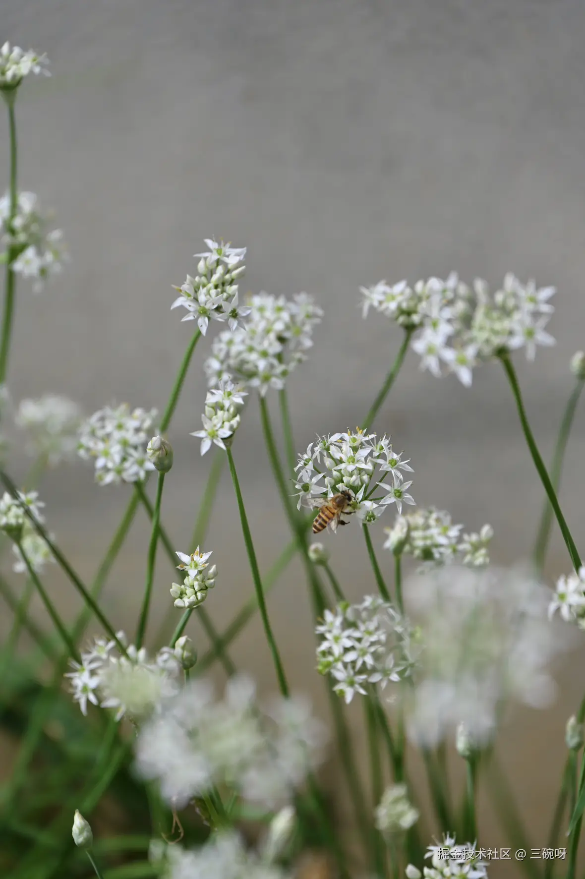 三碗呀于2025-09-10 09:34发布的图片