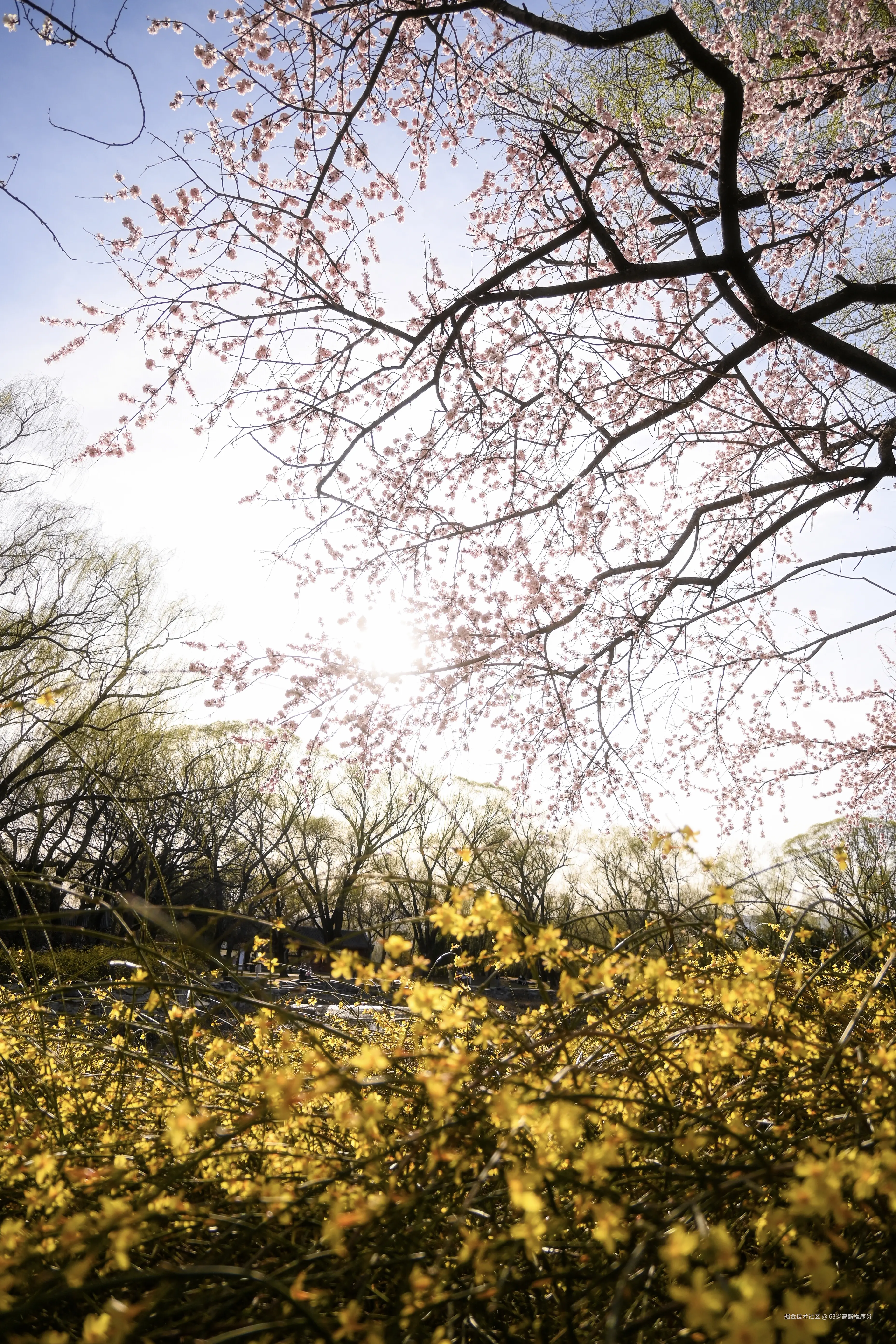 63岁高龄程序员于2026-03-23 16:32发布的图片