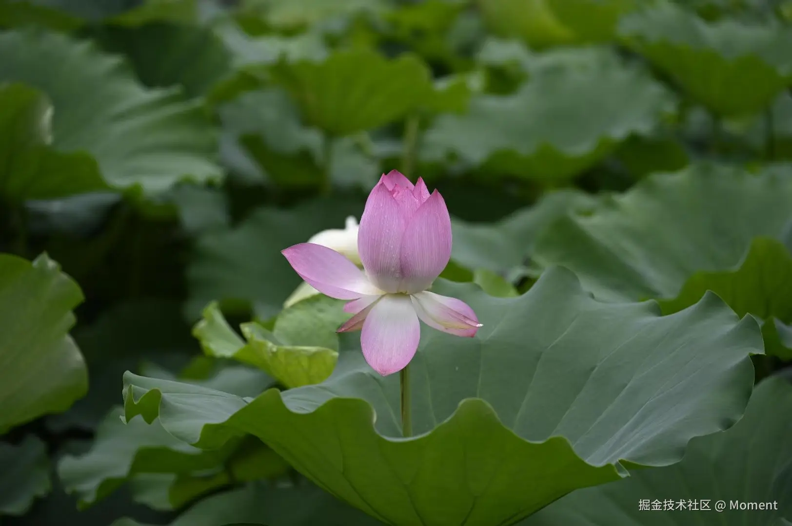 Moment于2025-06-16 14:48发布的图片