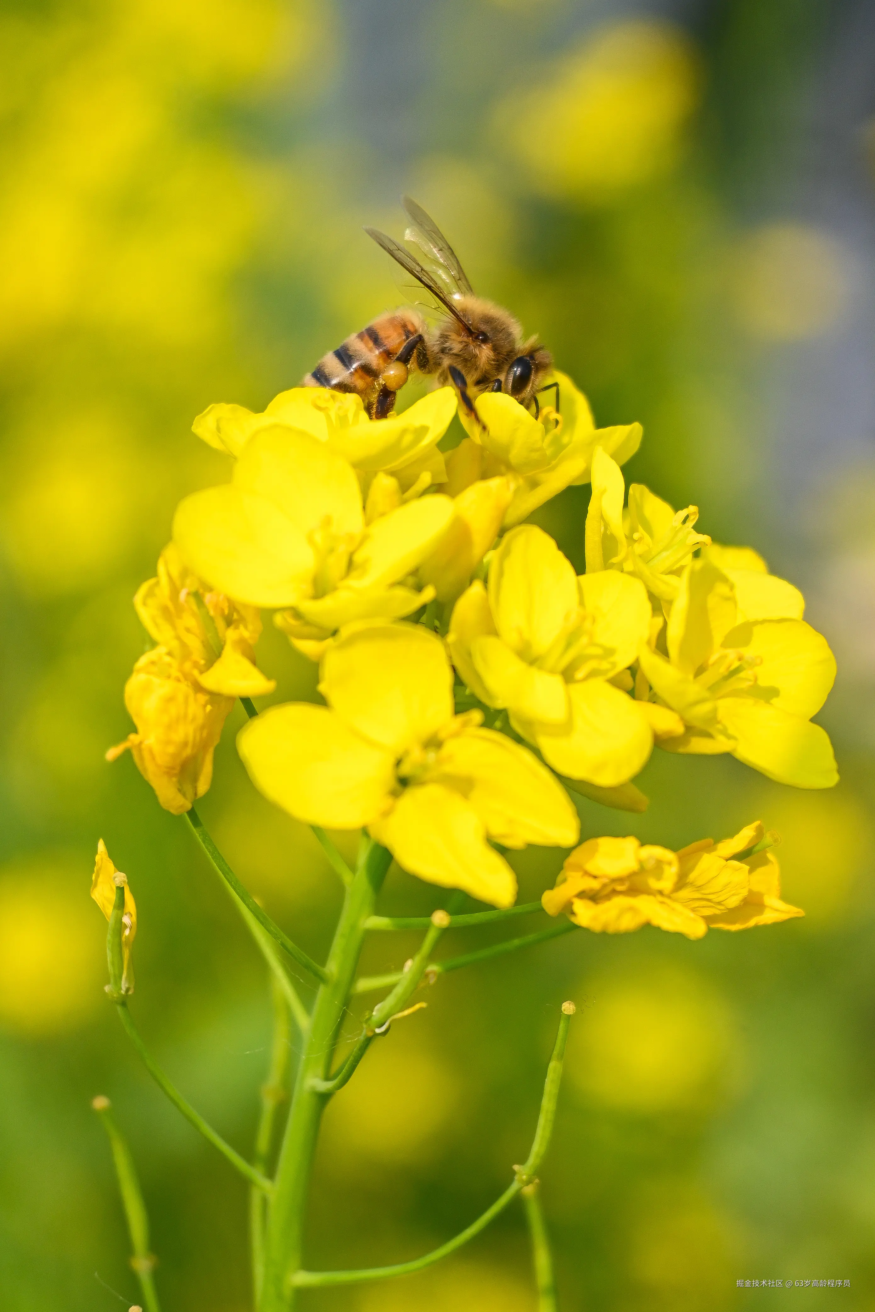 63岁高龄程序员于2025-05-12 09:50发布的图片