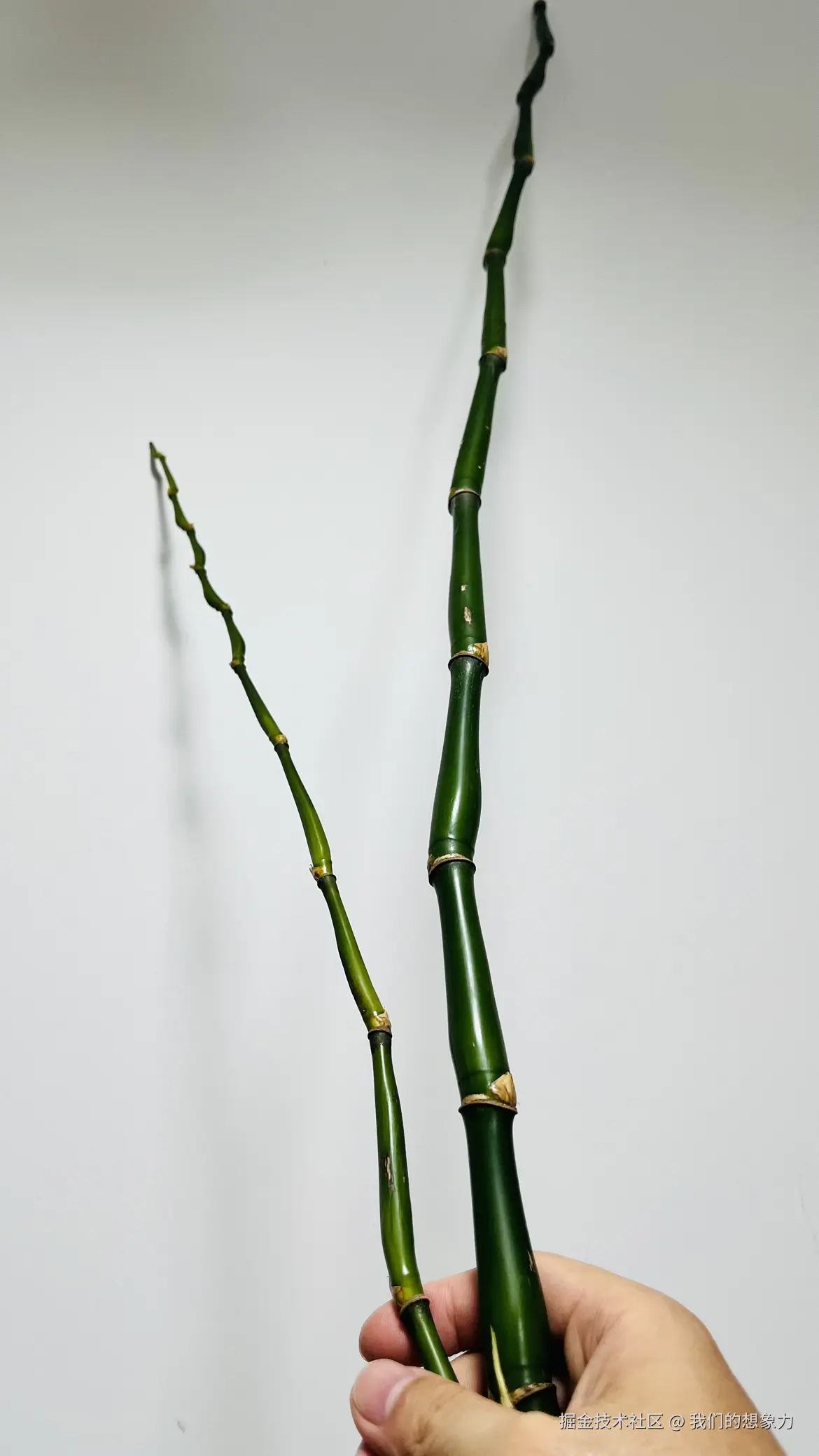 我们的想象力于2025-08-24 22:23发布的图片