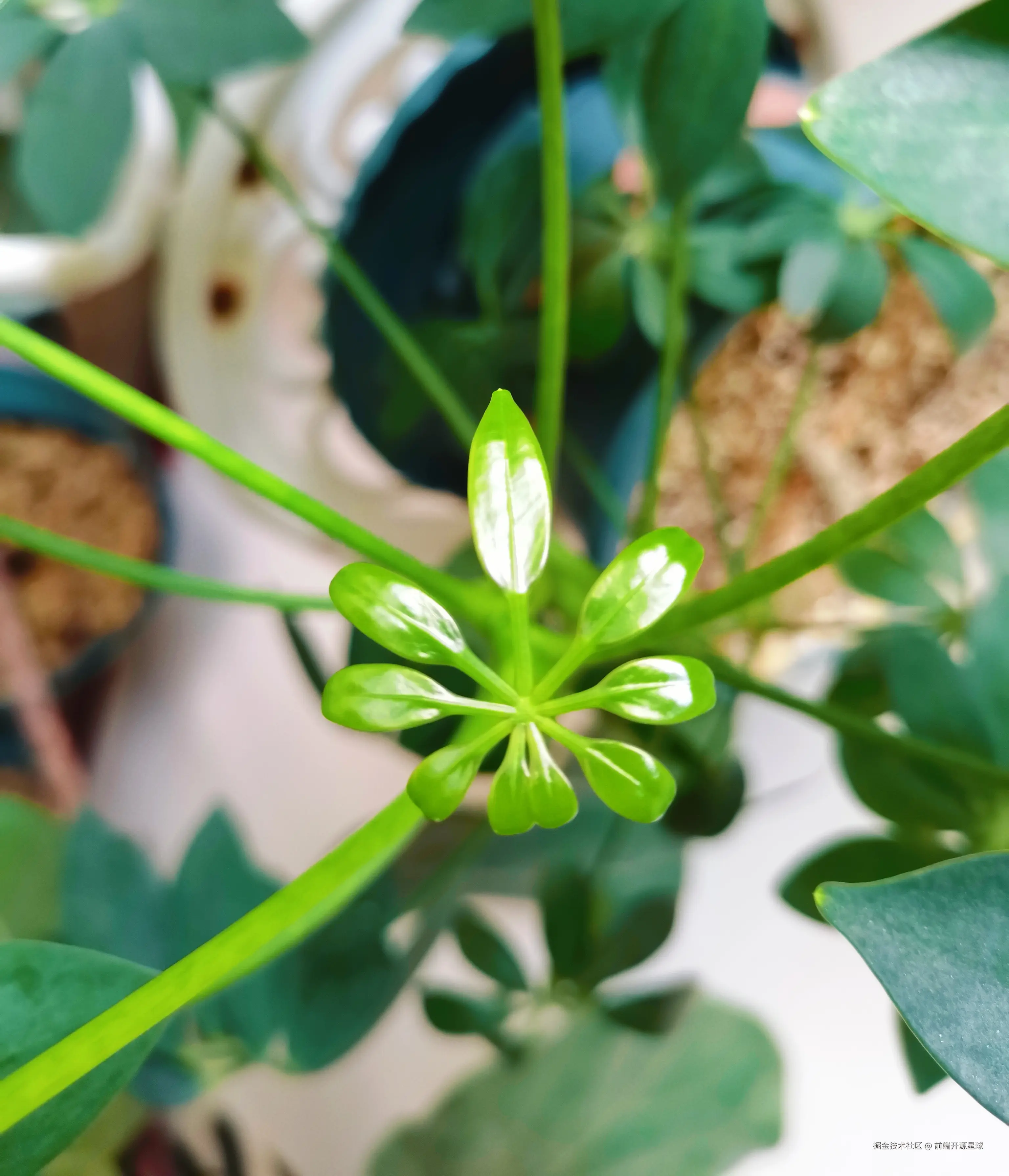 前端开源星球于2025-08-09 09:08发布的图片