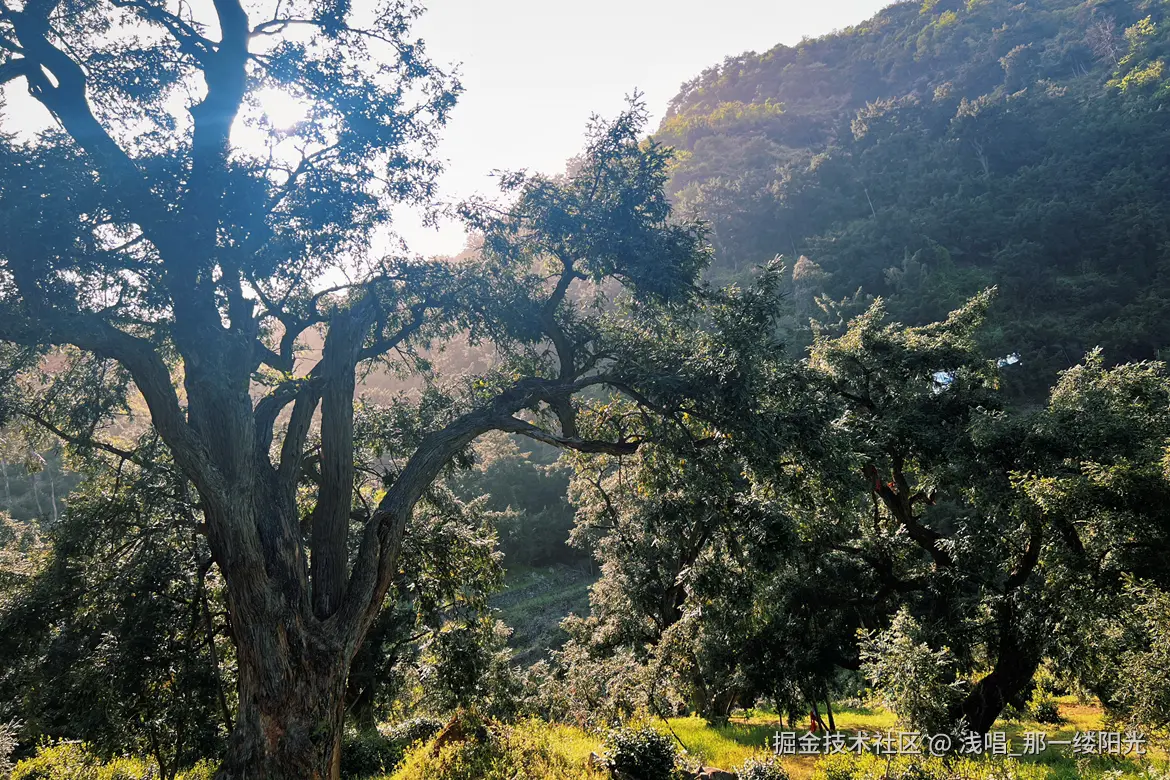 浅唱_那一缕阳光于2025-04-24 09:06发布的图片