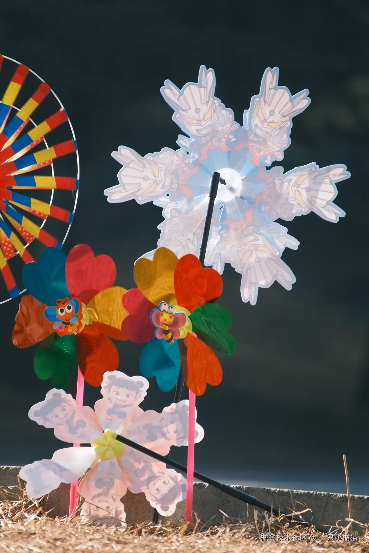 一只小橘猫于2026-01-08 22:30发布的图片