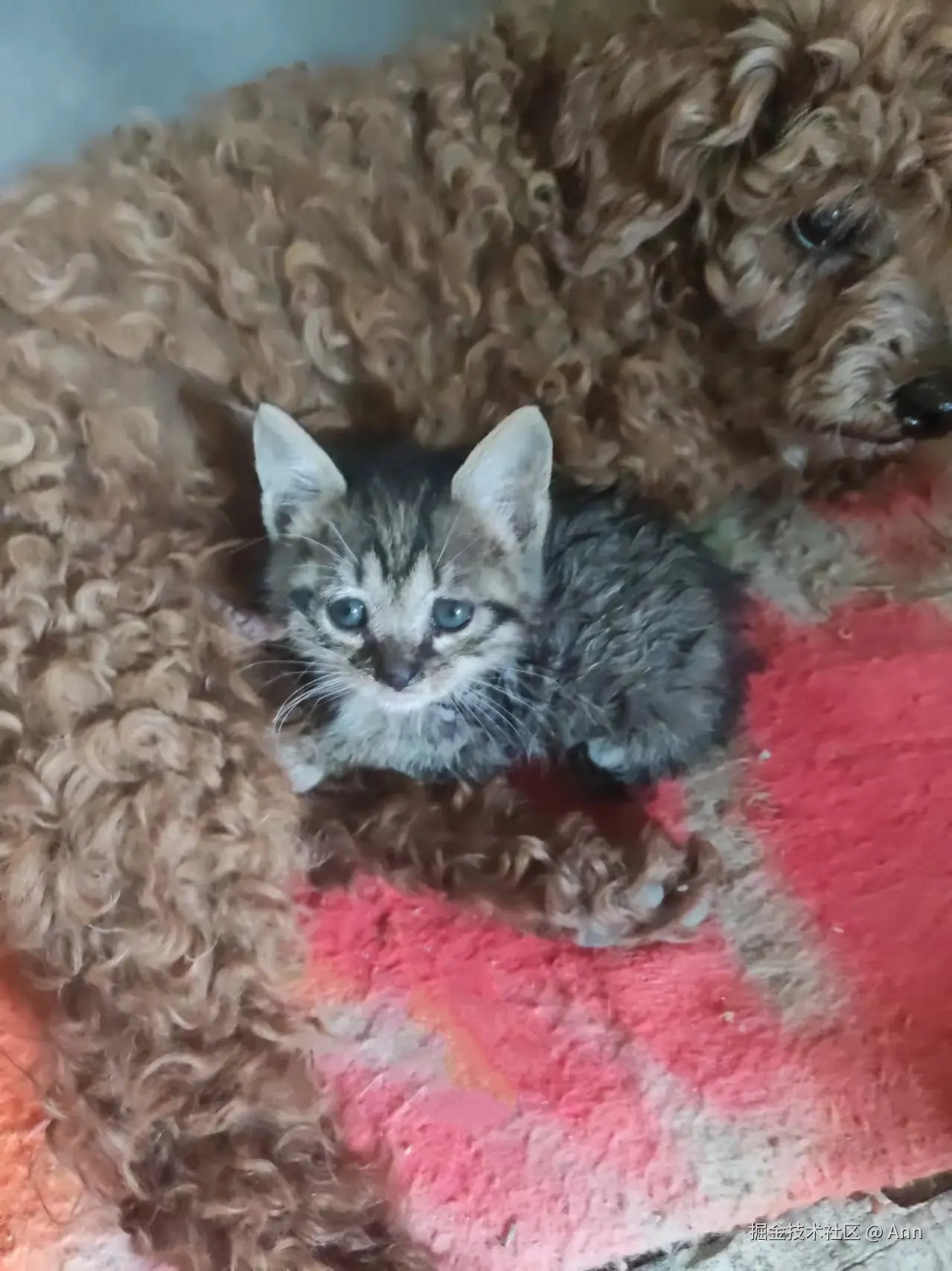 Ann于2024-11-12 16:19发布的图片