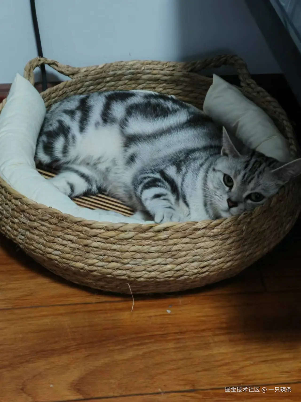 一只辣条于2024-09-11 16:55发布的图片