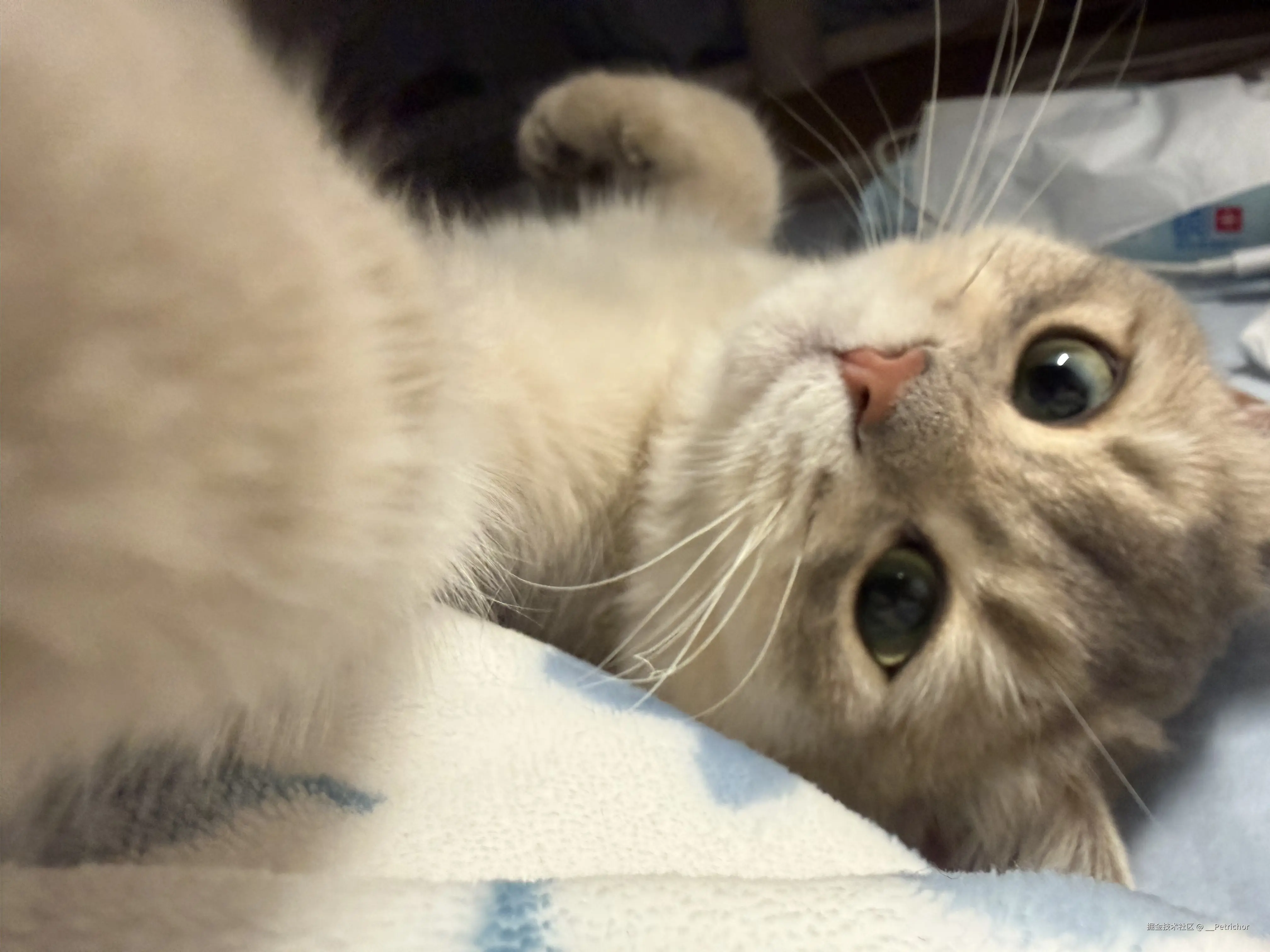 __Petrichor于2026-01-23 14:45发布的图片