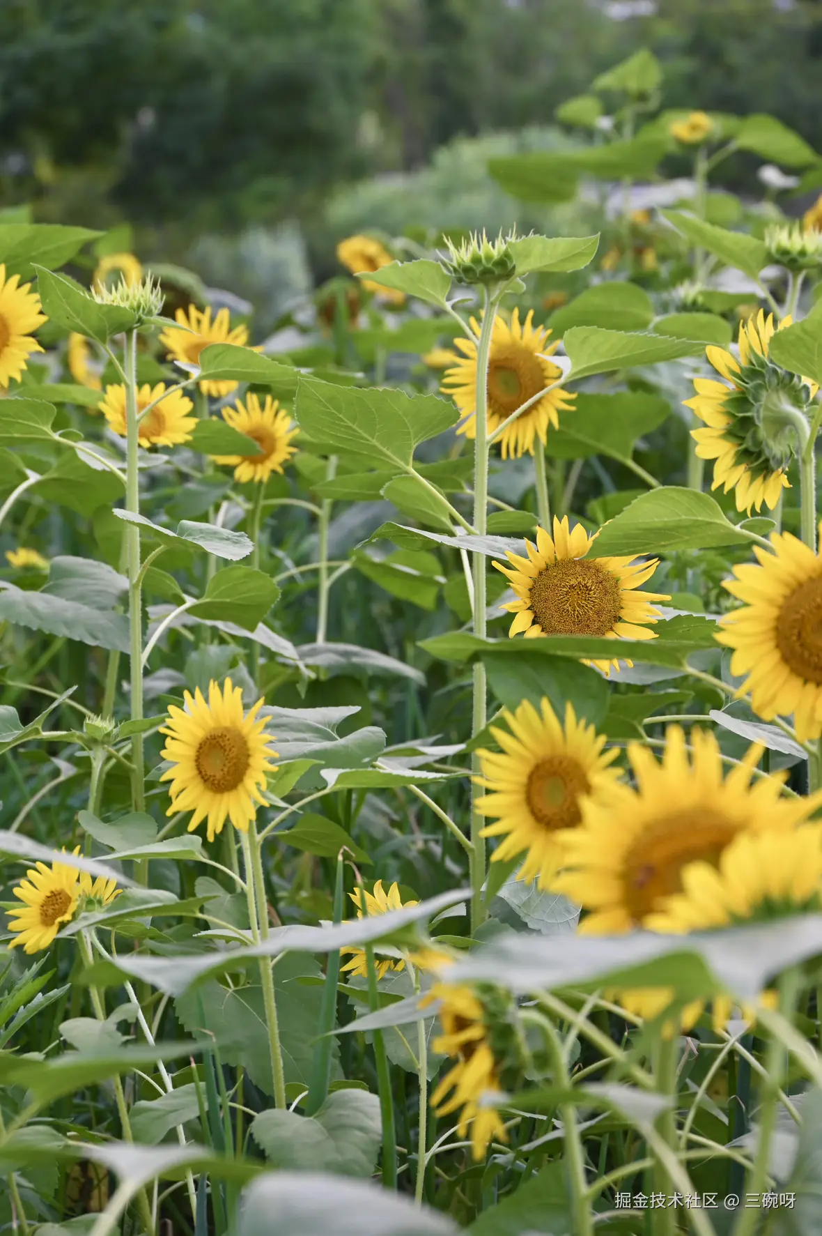 三碗呀于2025-07-09 10:10发布的图片