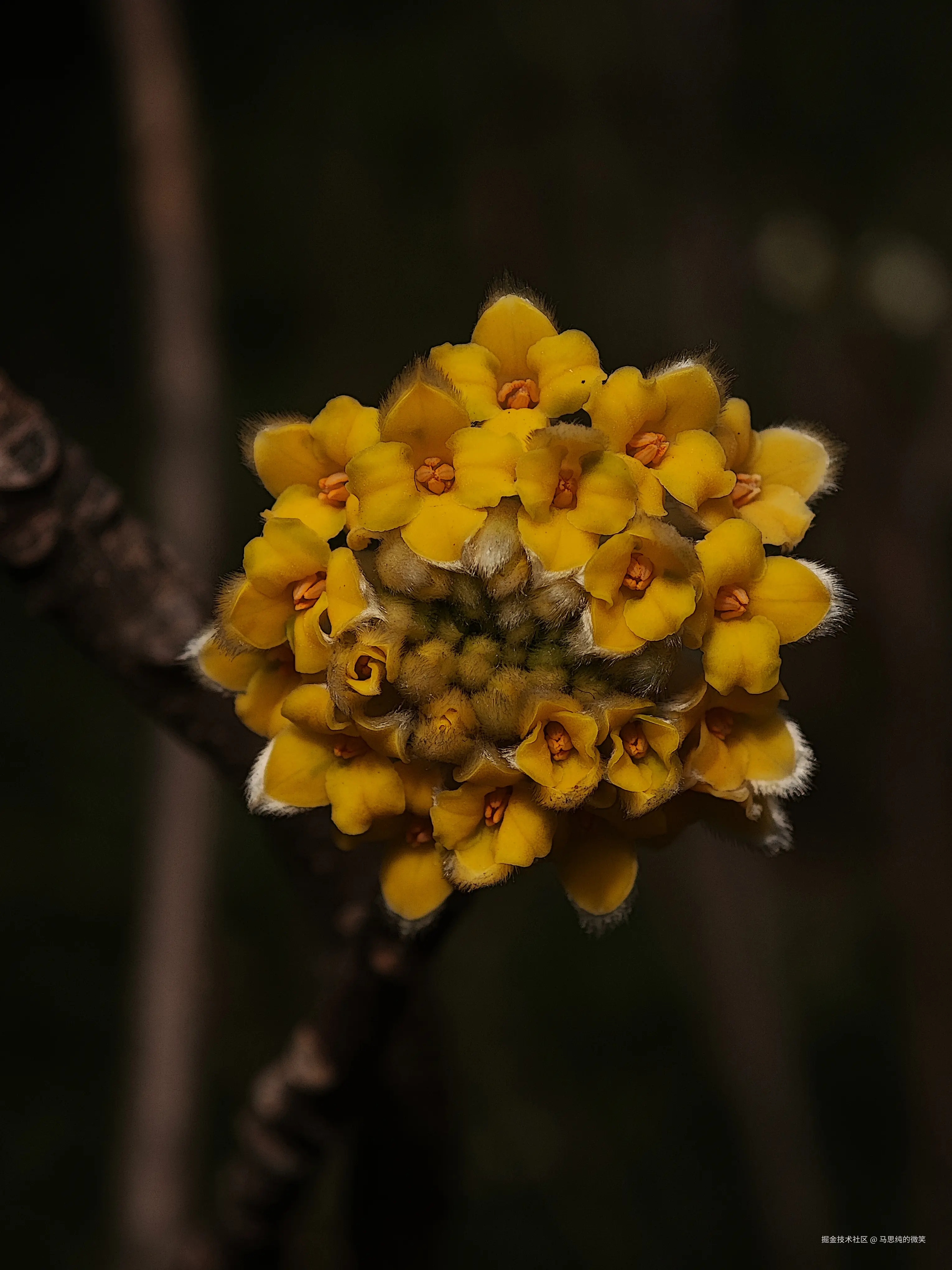 马思纯的微笑于2025-03-13 05:33发布的图片