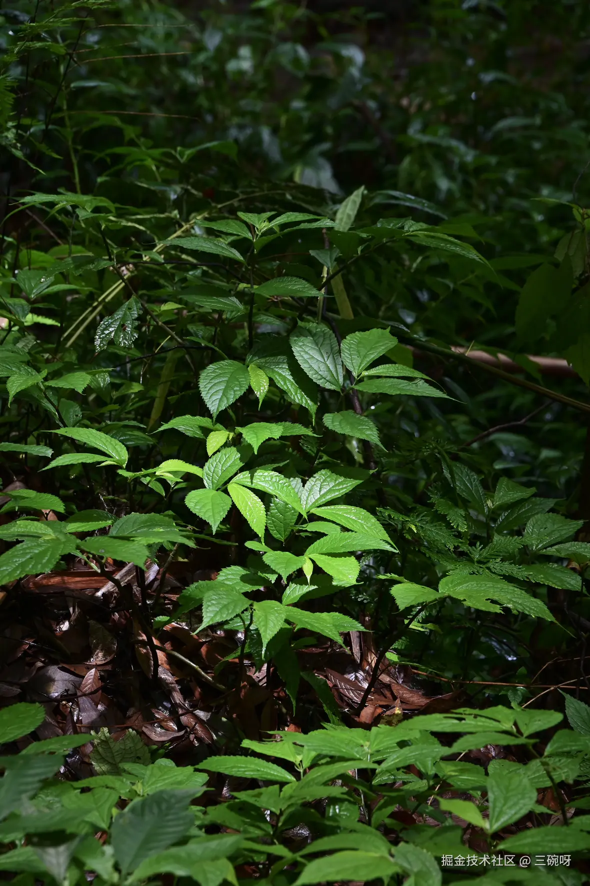 三碗呀于2025-07-07 10:07发布的图片