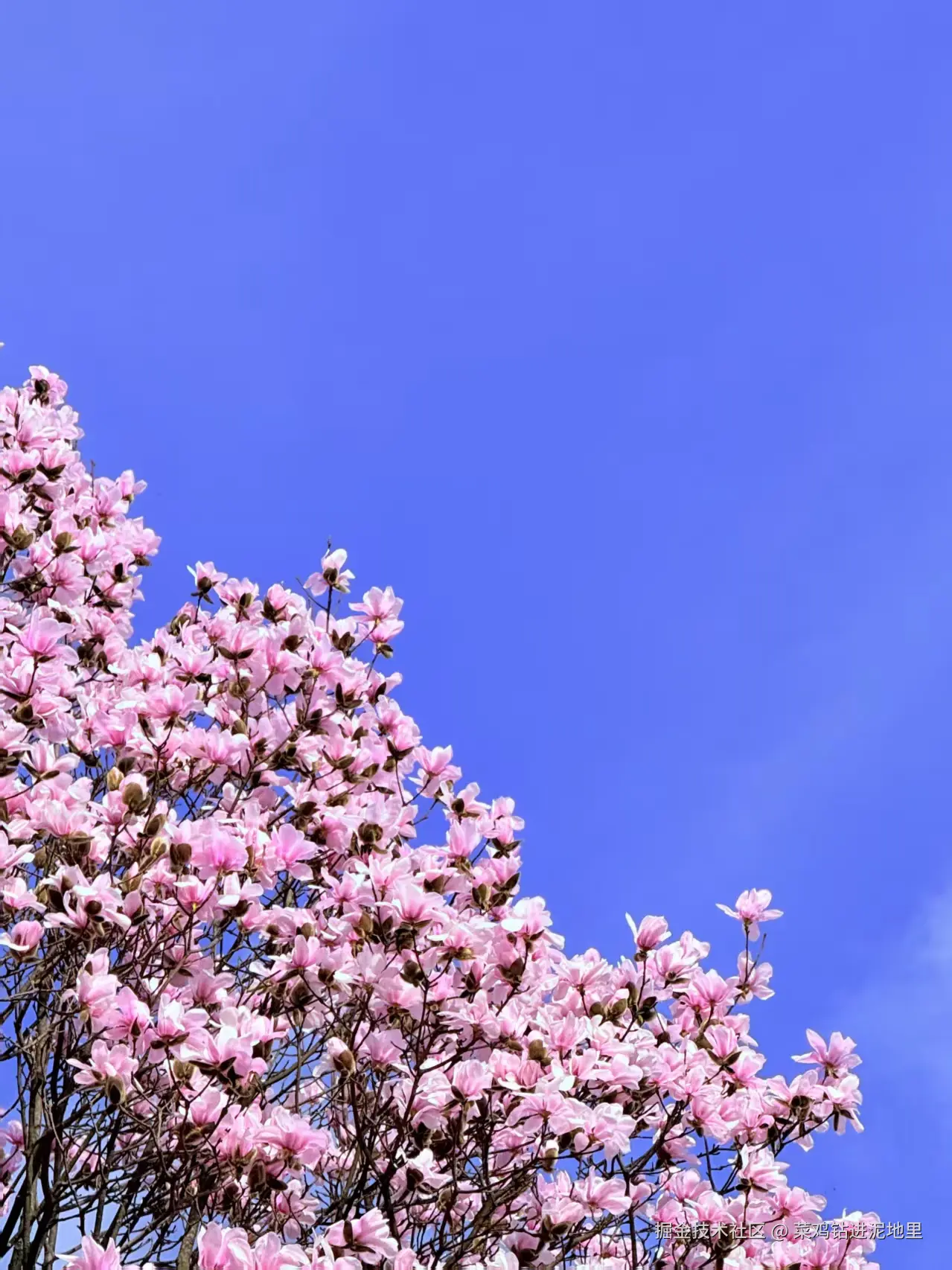 菜鸡钻进泥地里于2026-04-07 09:58发布的图片