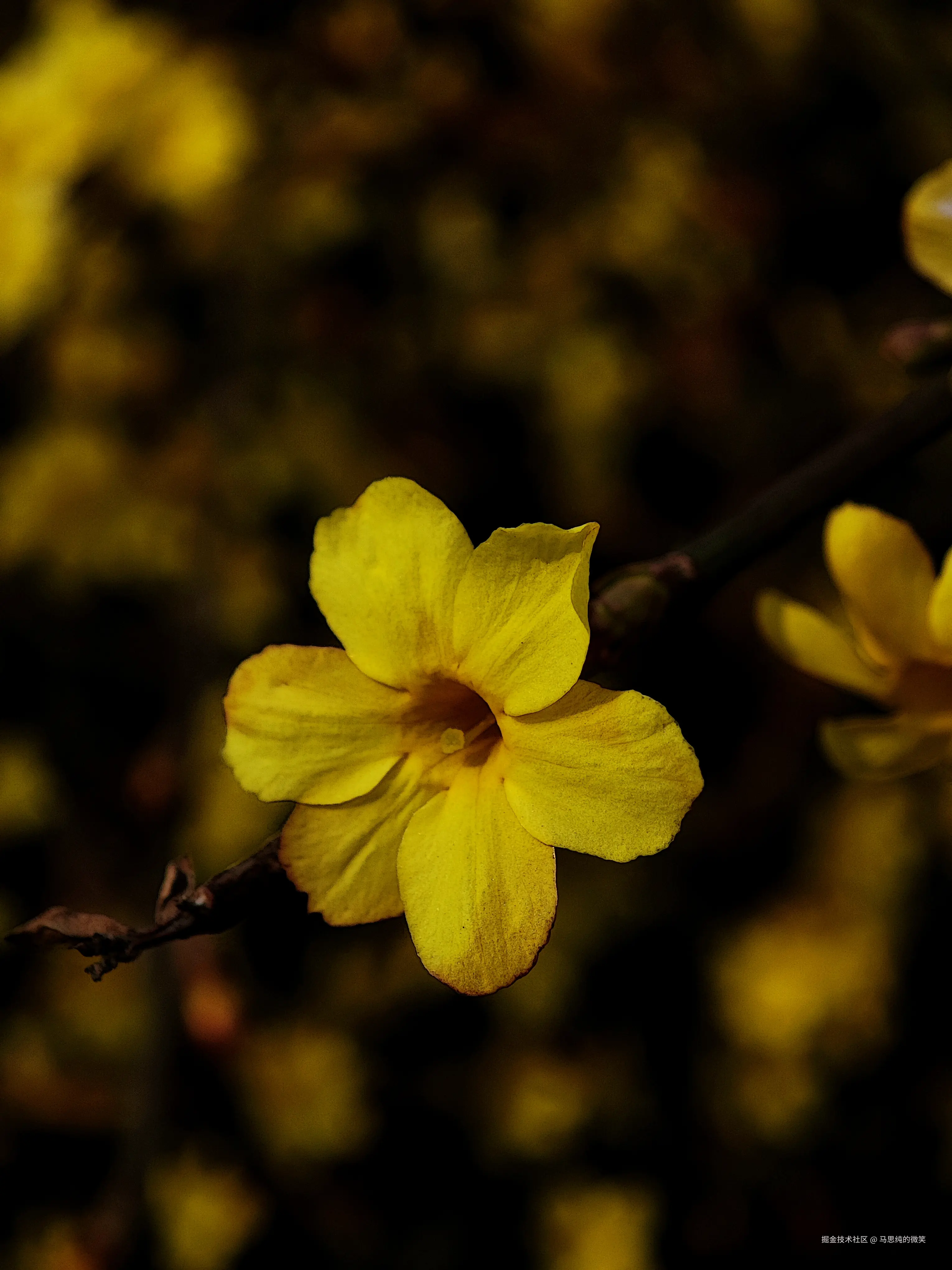 马思纯的微笑于2025-03-13 05:33发布的图片