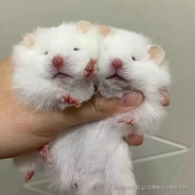 红鲤鱼与绿鲤鱼与驴_于2024-10-15 18:13发布的图片