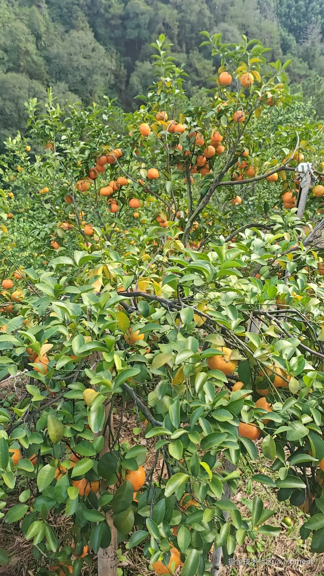 Moment于2025-12-16 10:46发布的图片