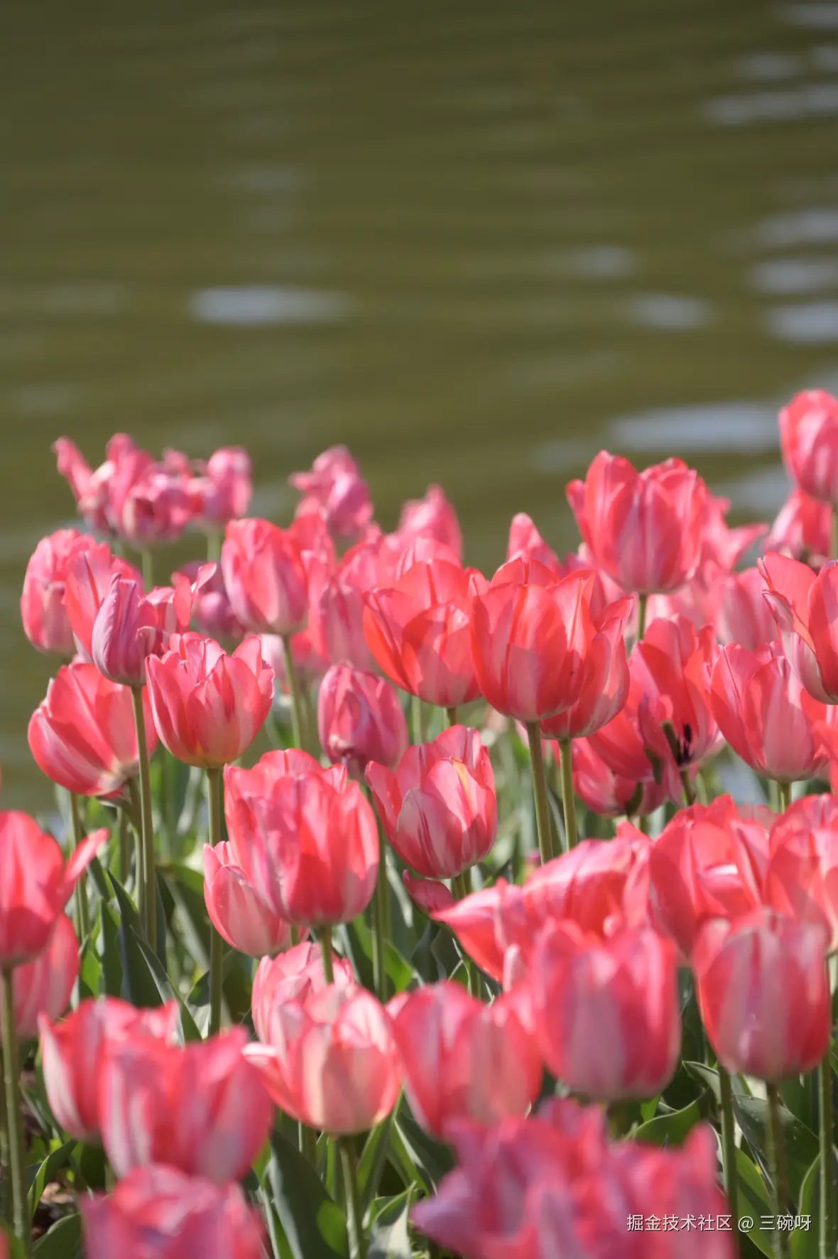 三碗呀于2026-03-06 10:27发布的图片