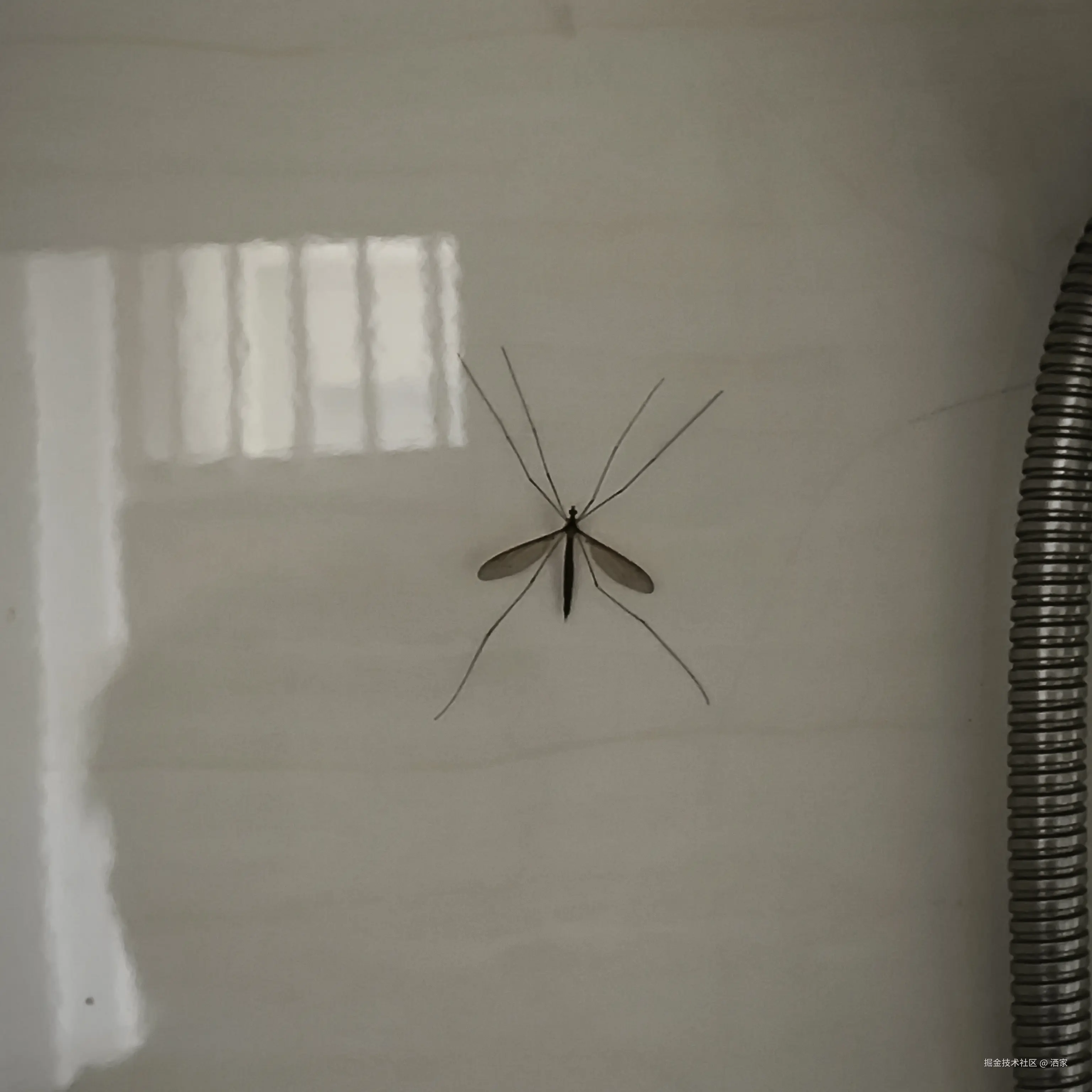 洒家于2025-04-04 14:45发布的图片