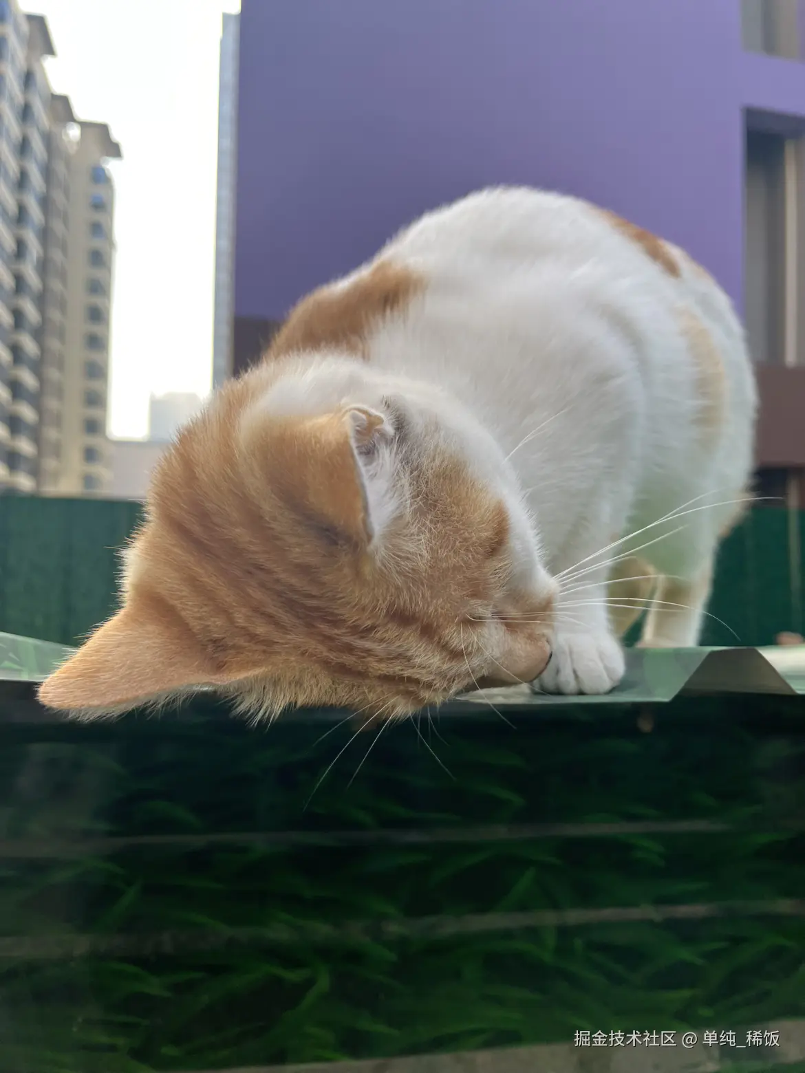 单纯_稀饭于2025-09-24 09:12发布的图片