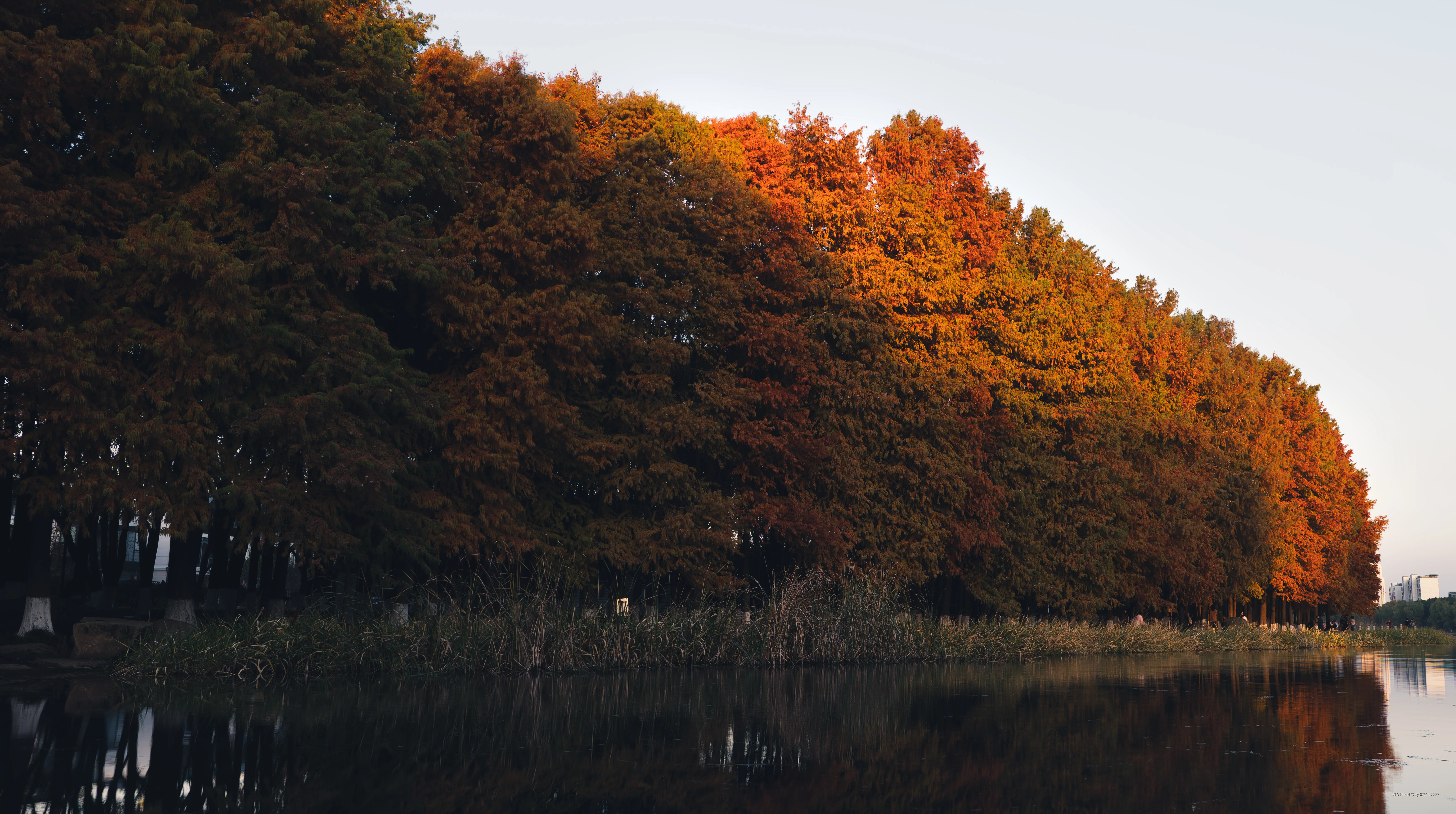 稻草人2222于2025-12-01 02:30发布的图片