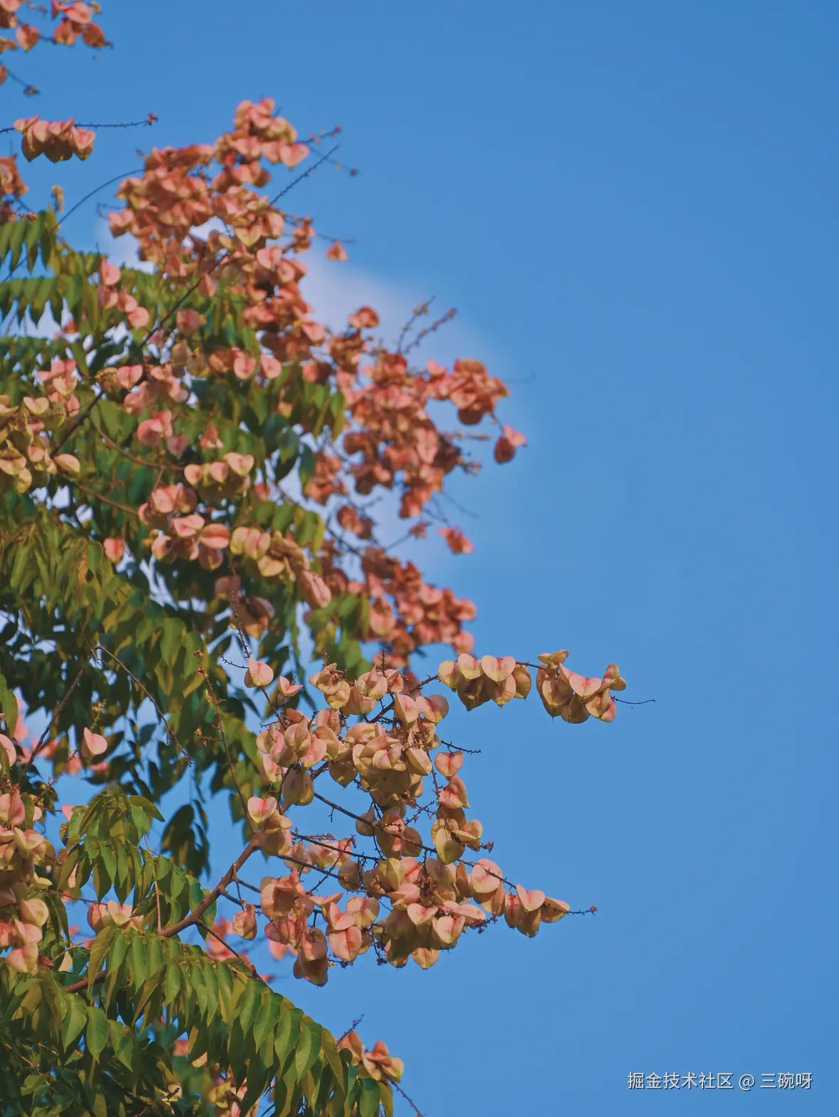 三碗呀于2025-09-23 08:58发布的图片