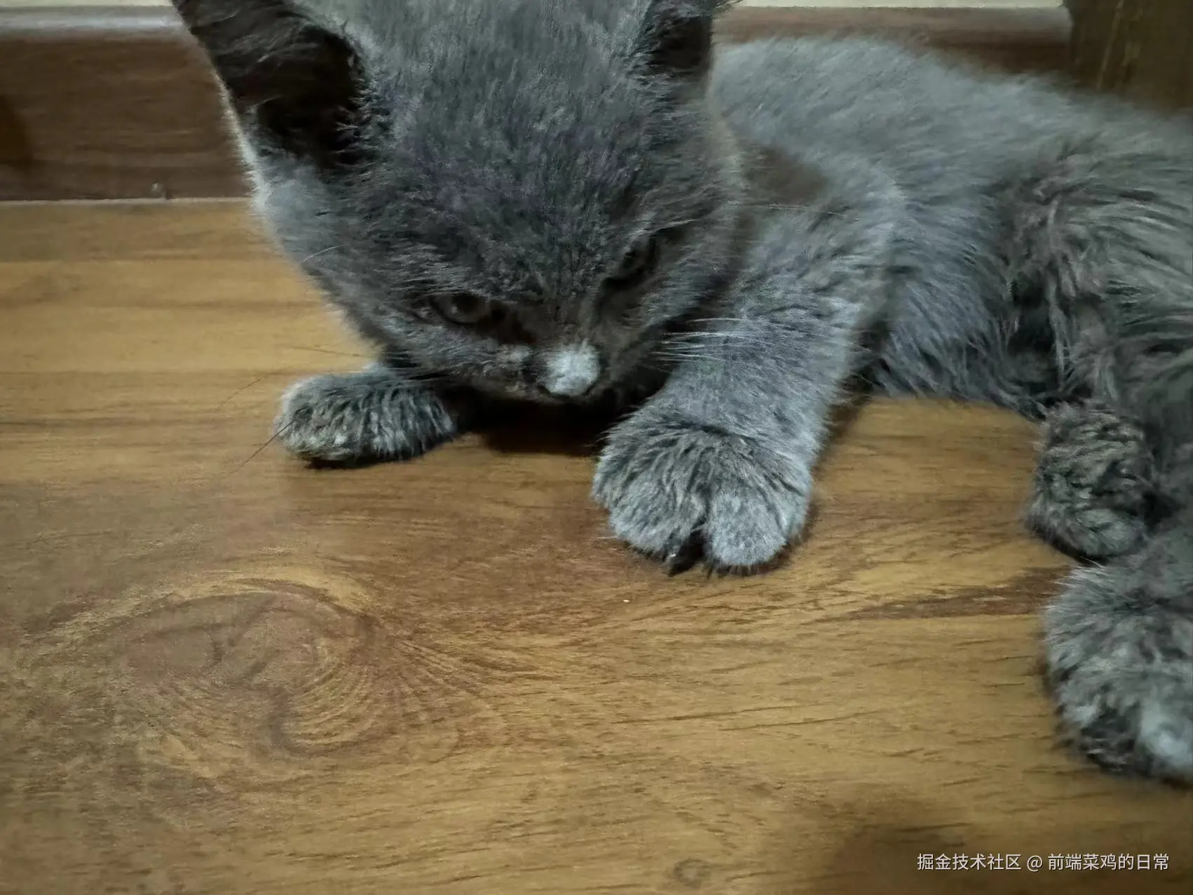 前端菜鸡的日常于2024-09-18 03:16发布的图片