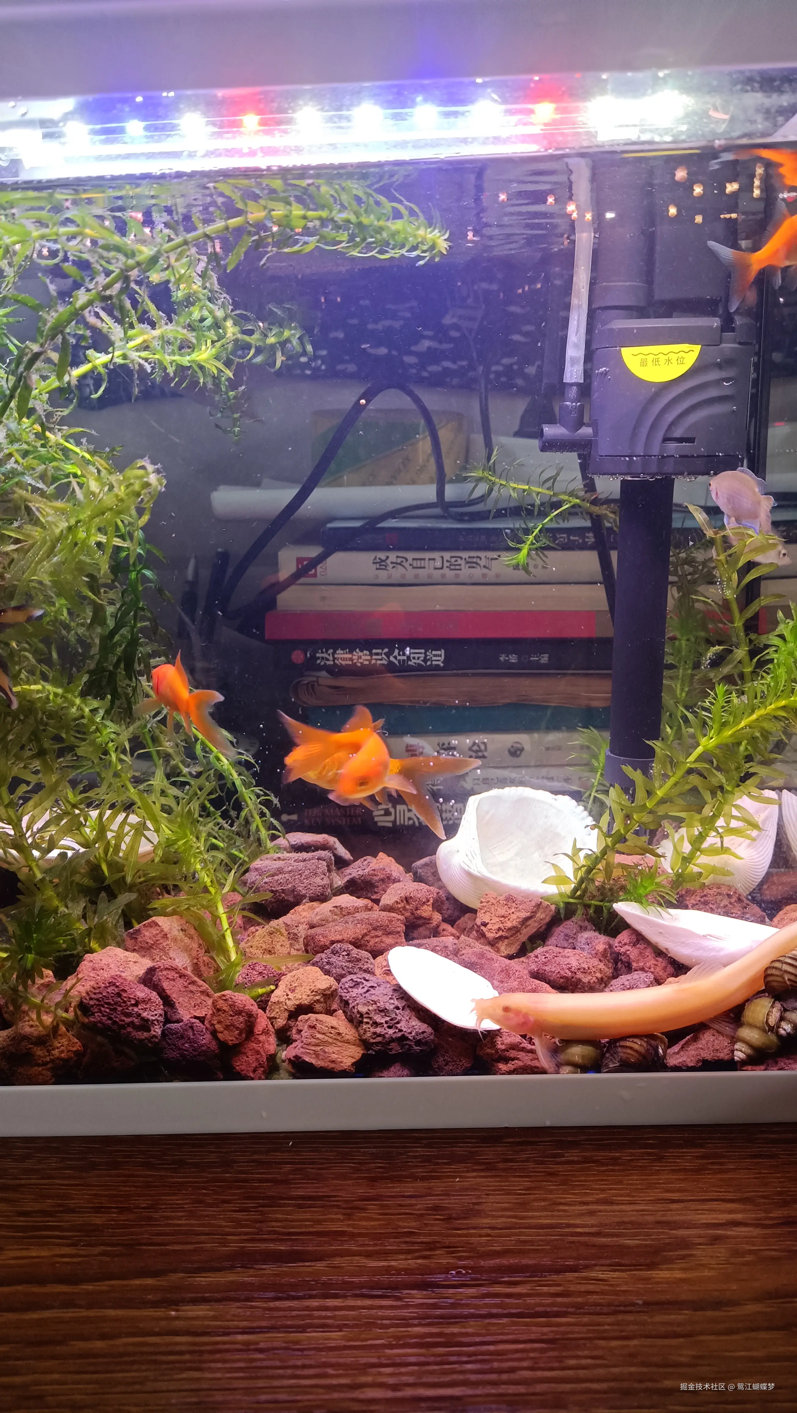 鸳江蝴蝶梦于2024-11-10 14:35发布的图片