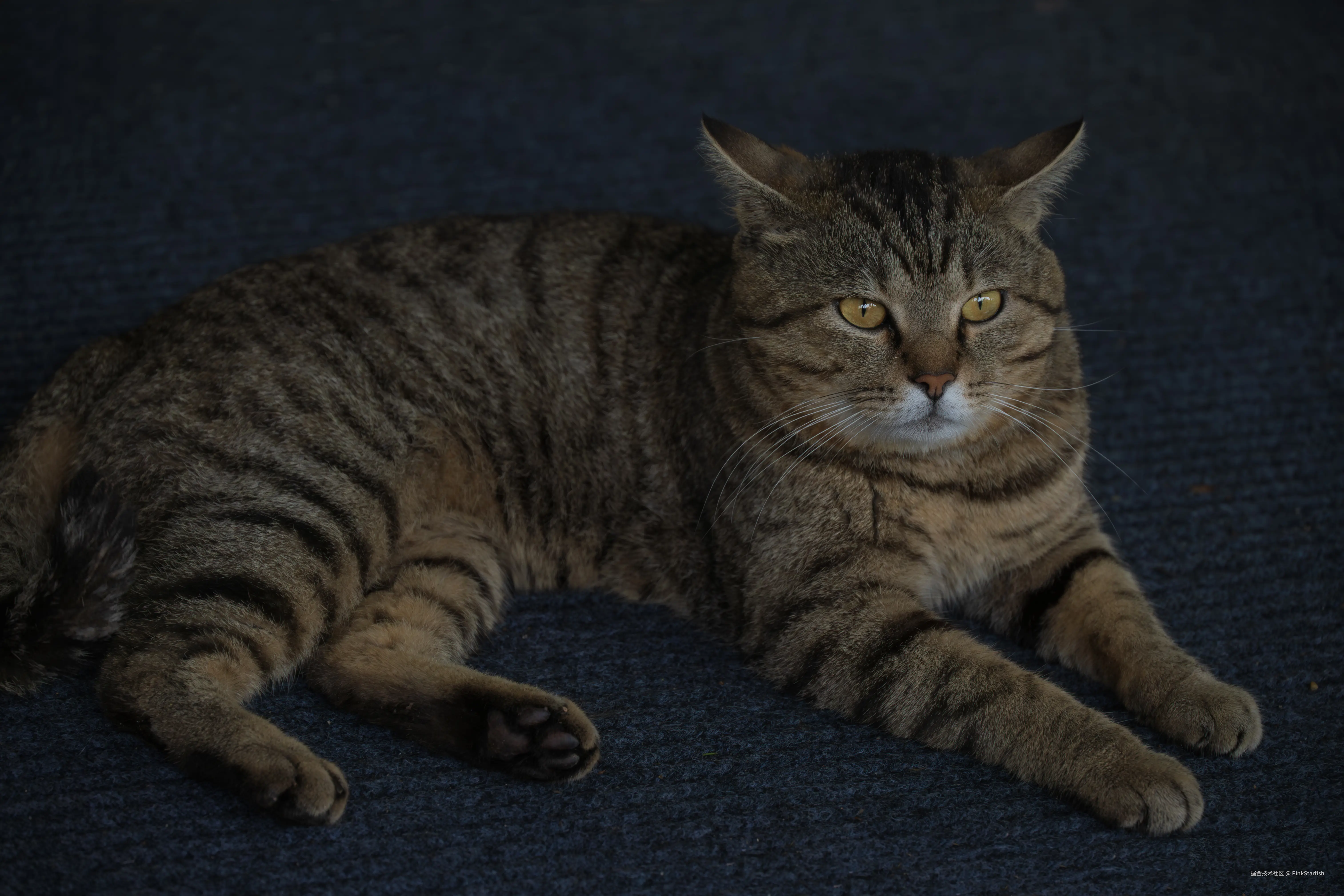 PinkStarfish于2025-07-09 14:25发布的图片