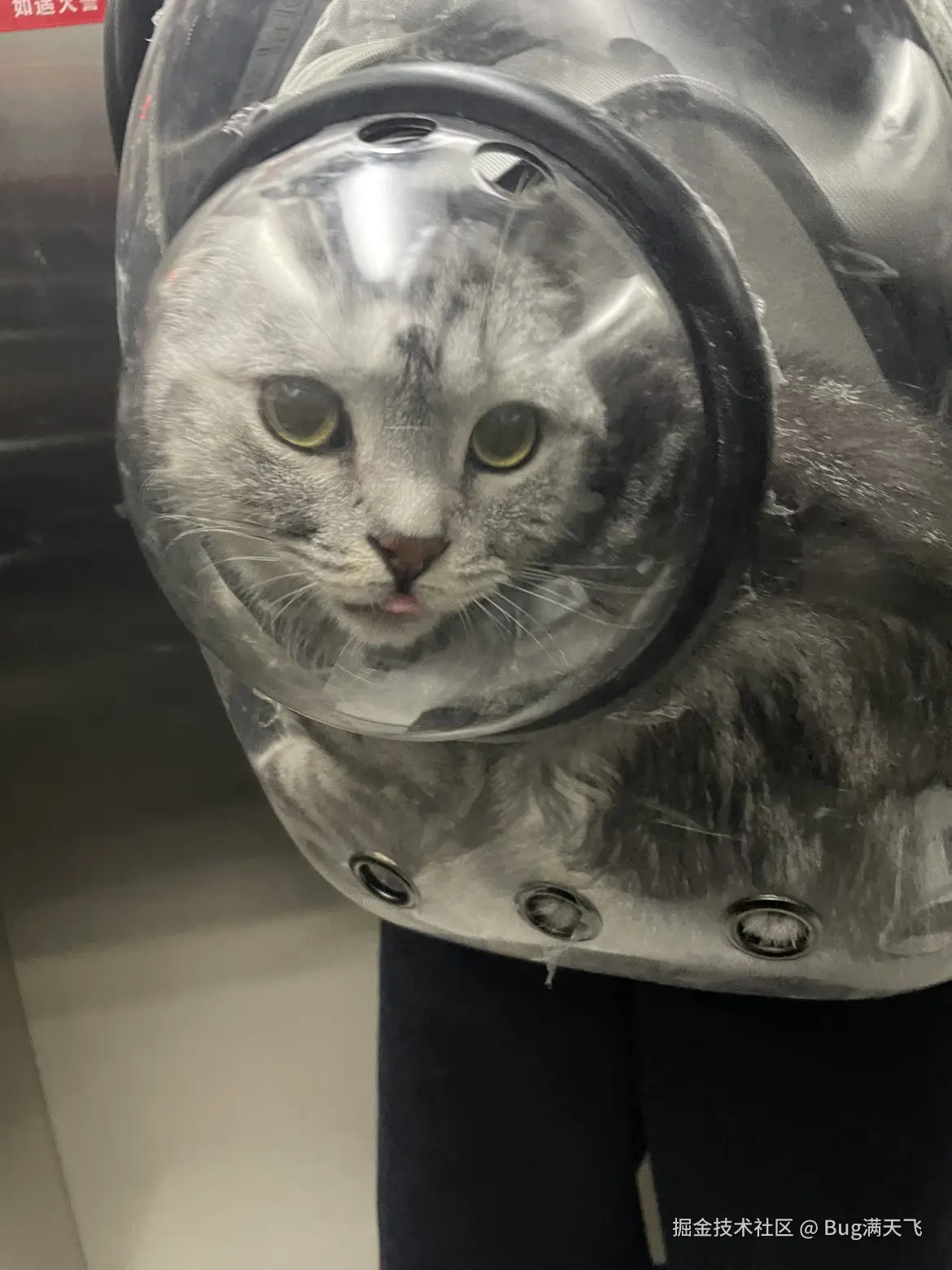 Bug满天飞于2024-10-09 16:13发布的图片