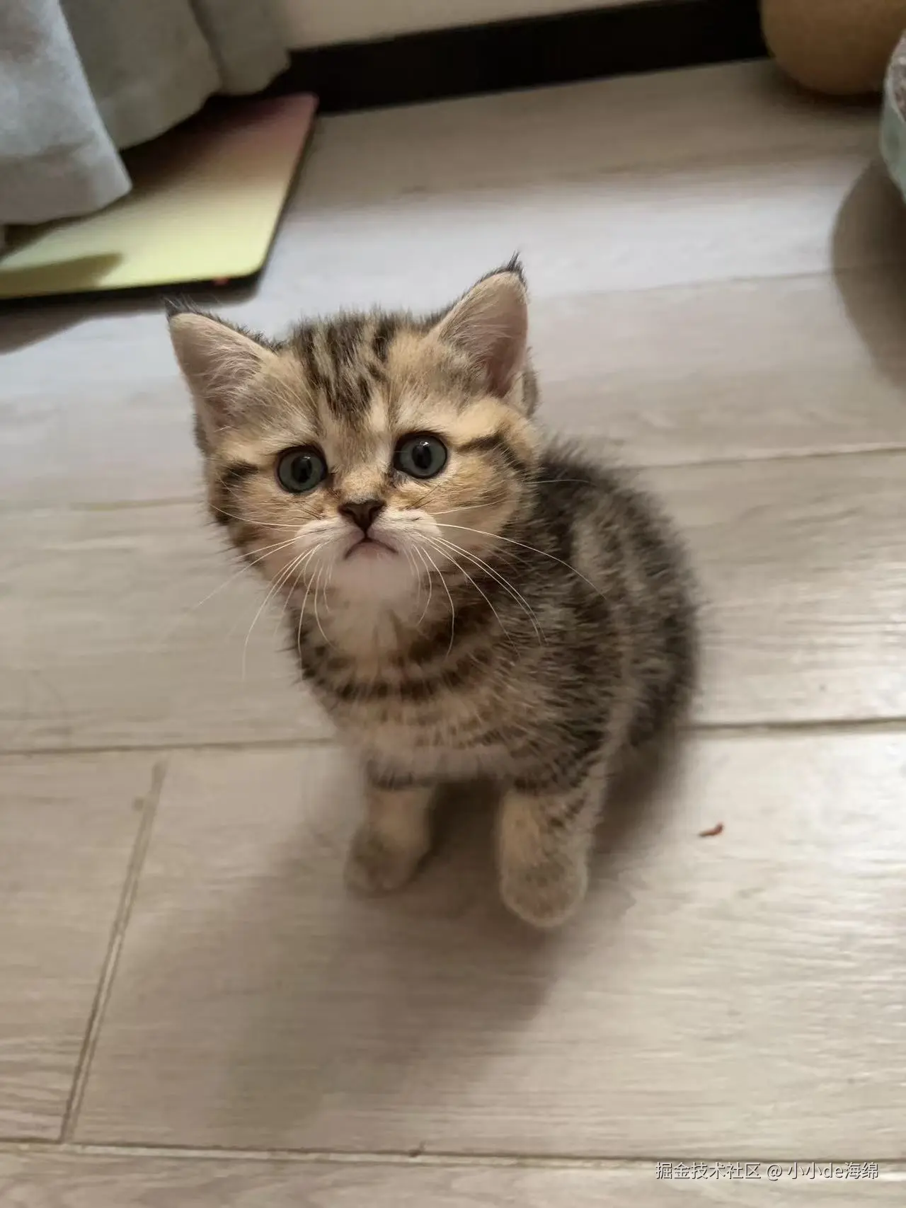 小小de海绵于2025-11-18 17:35发布的图片