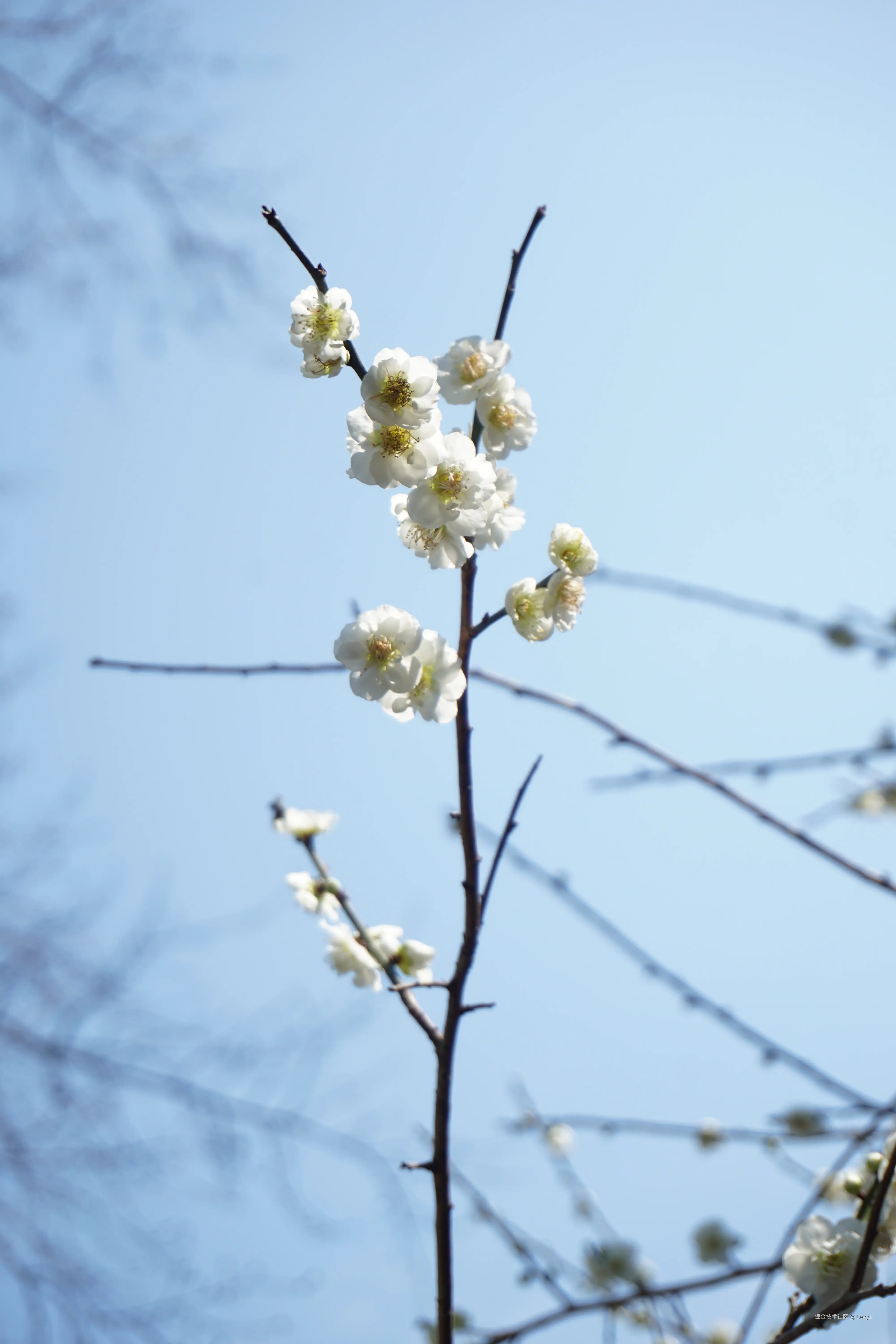 Levy1于2025-03-03 09:21发布的图片