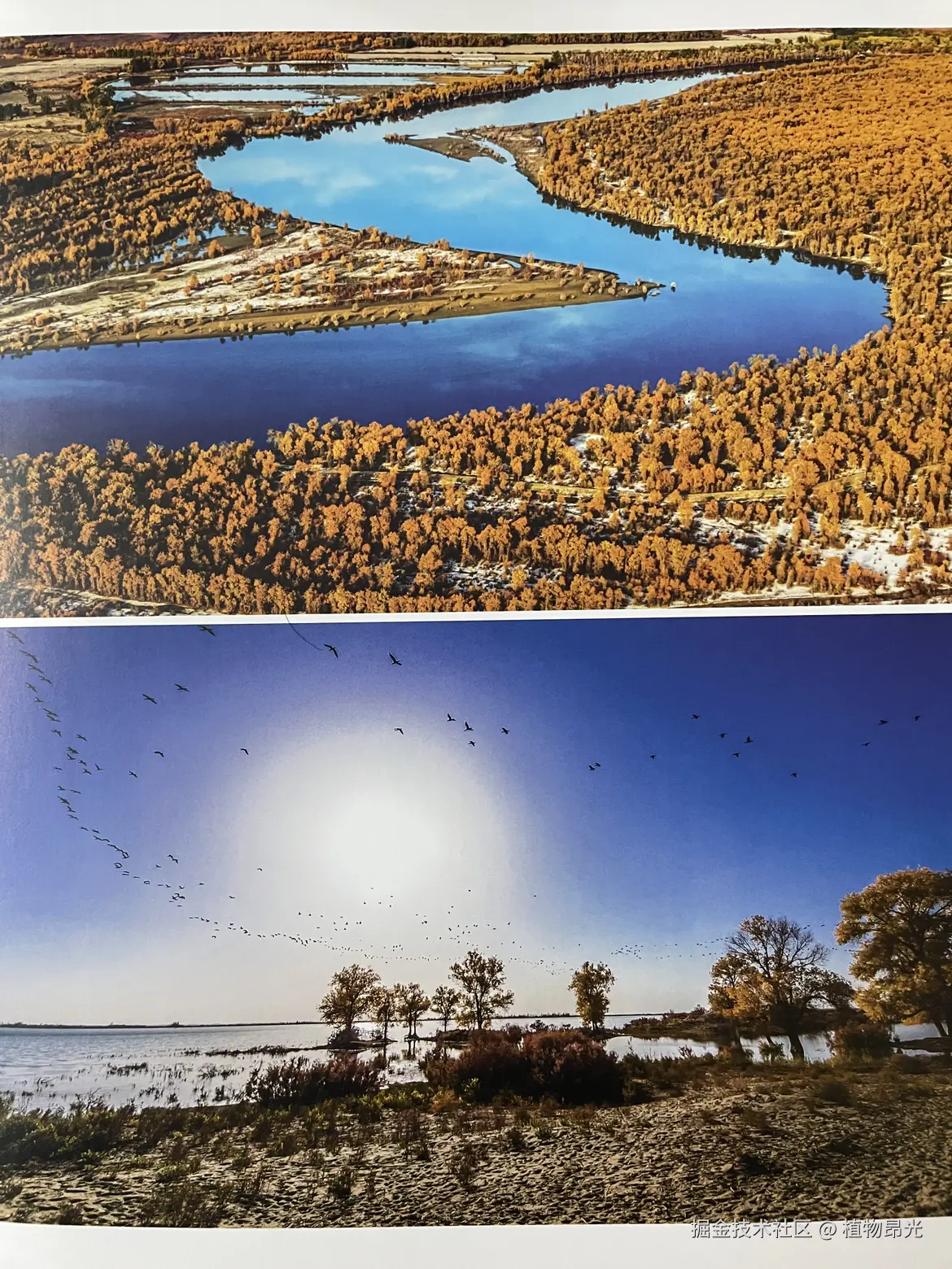 植物昂光于2026-03-20 20:10发布的图片