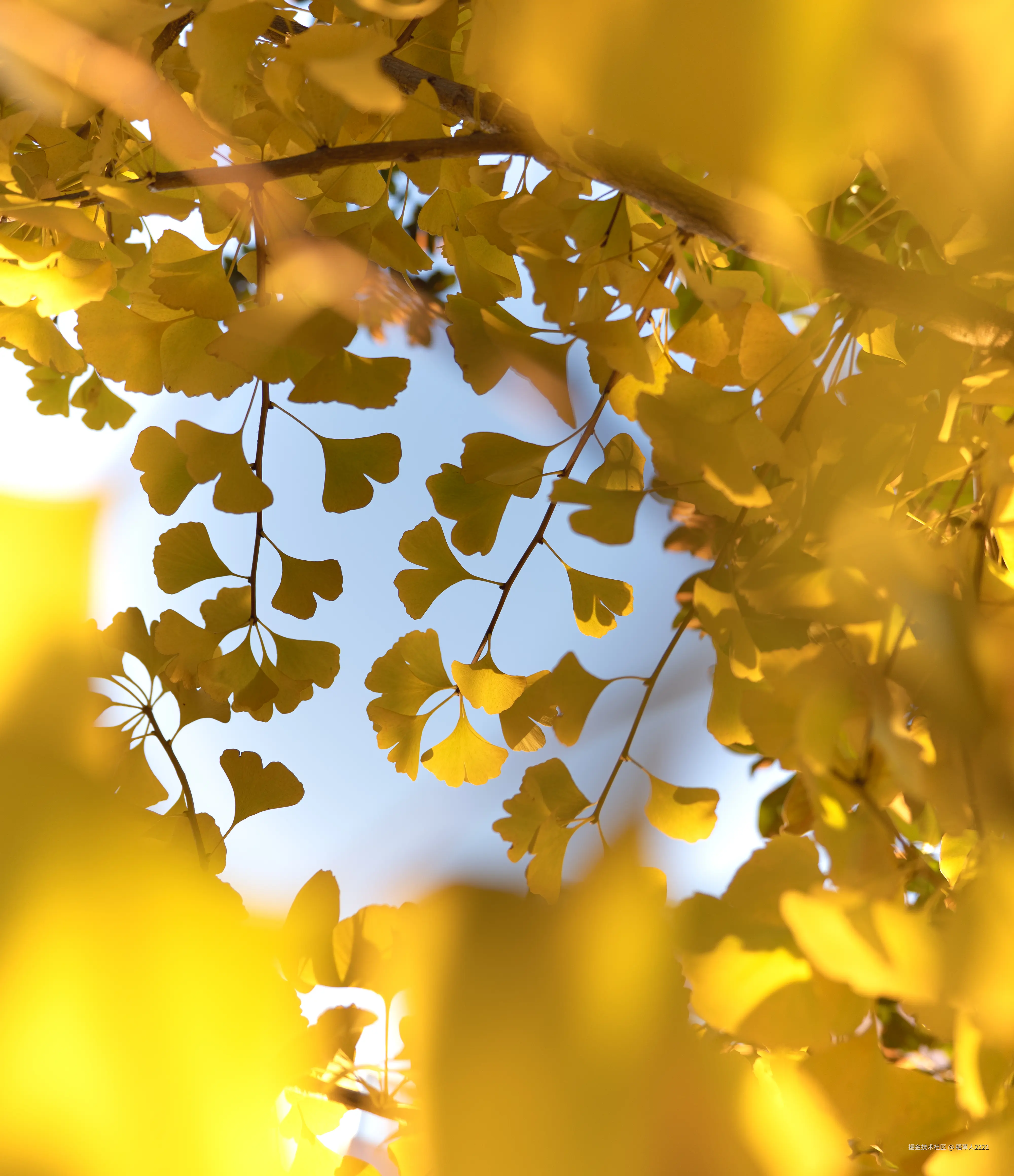 稻草人2222于2025-12-01 02:30发布的图片