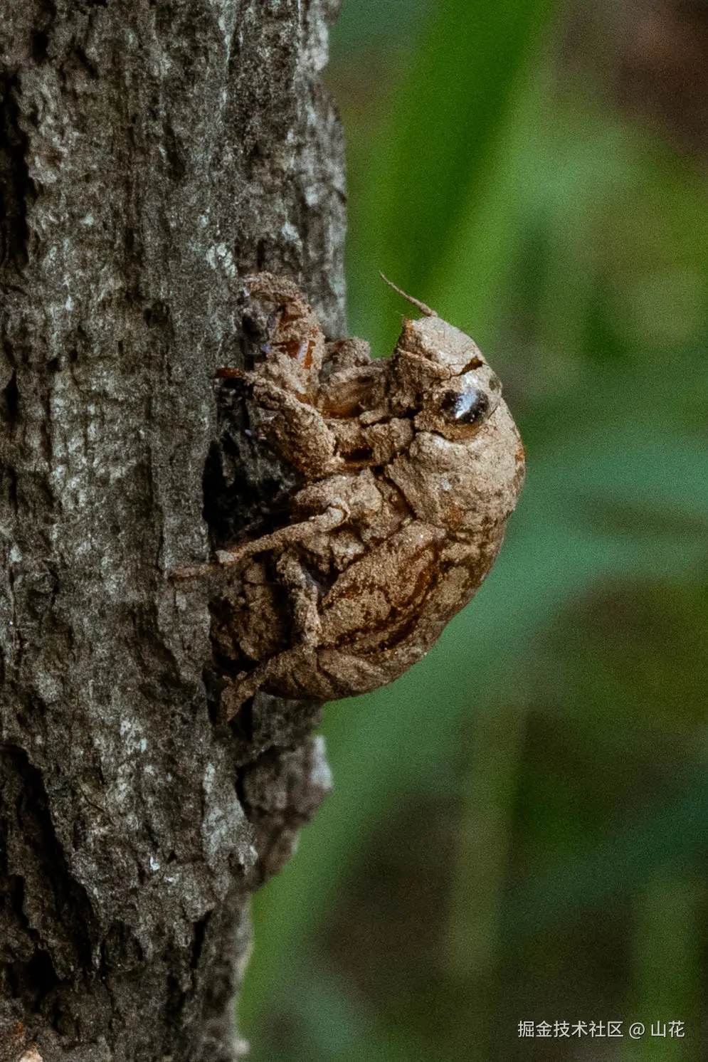 山花于2025-07-14 12:02发布的图片
