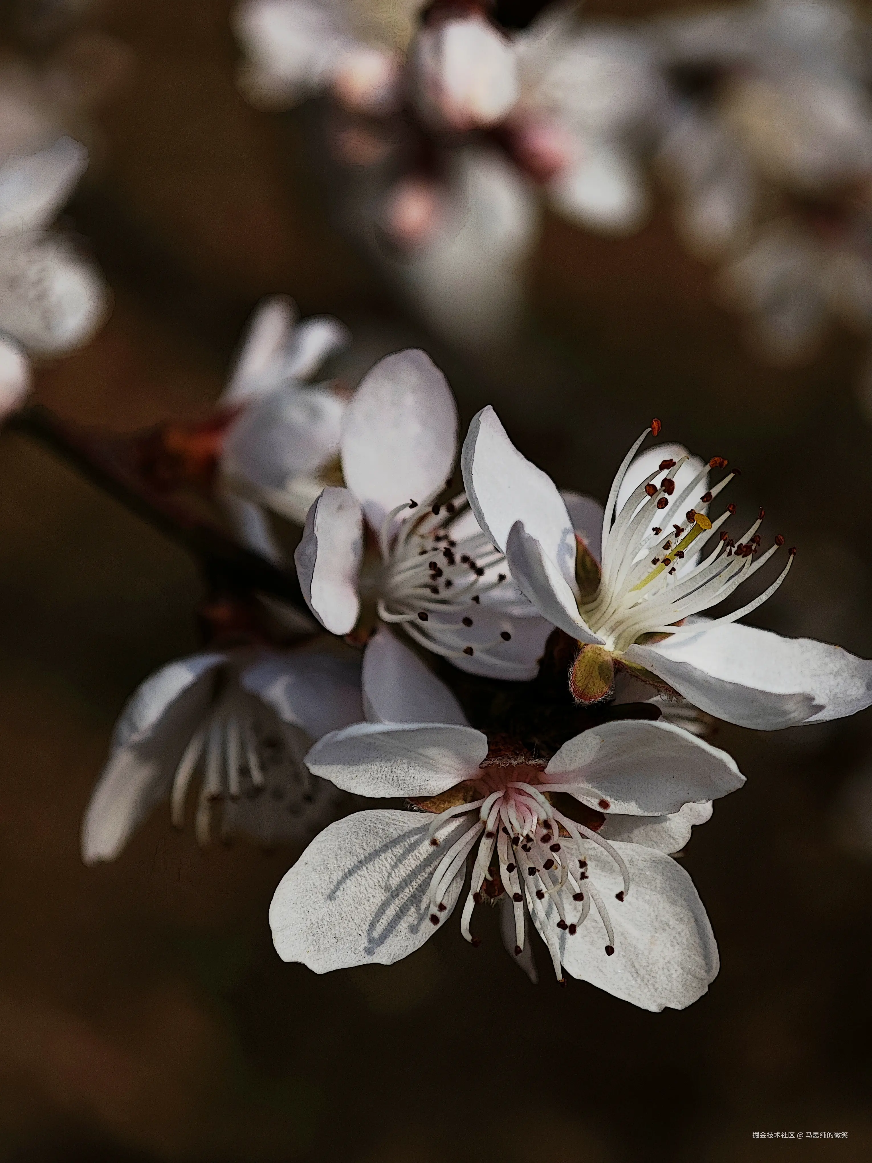 马思纯的微笑于2025-03-13 13:33发布的图片