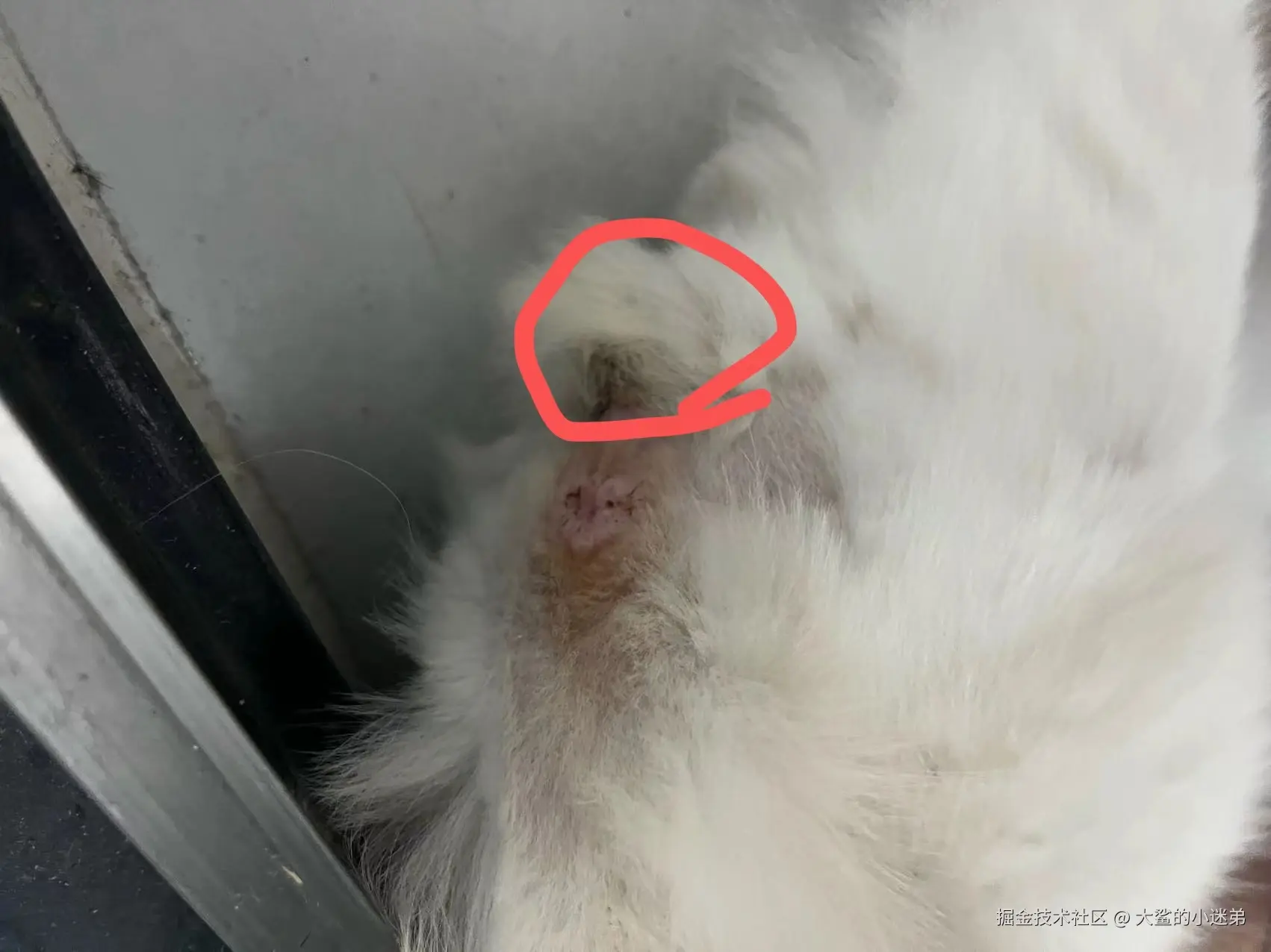 大鲨的小迷弟于2024-10-14 12:00发布的图片