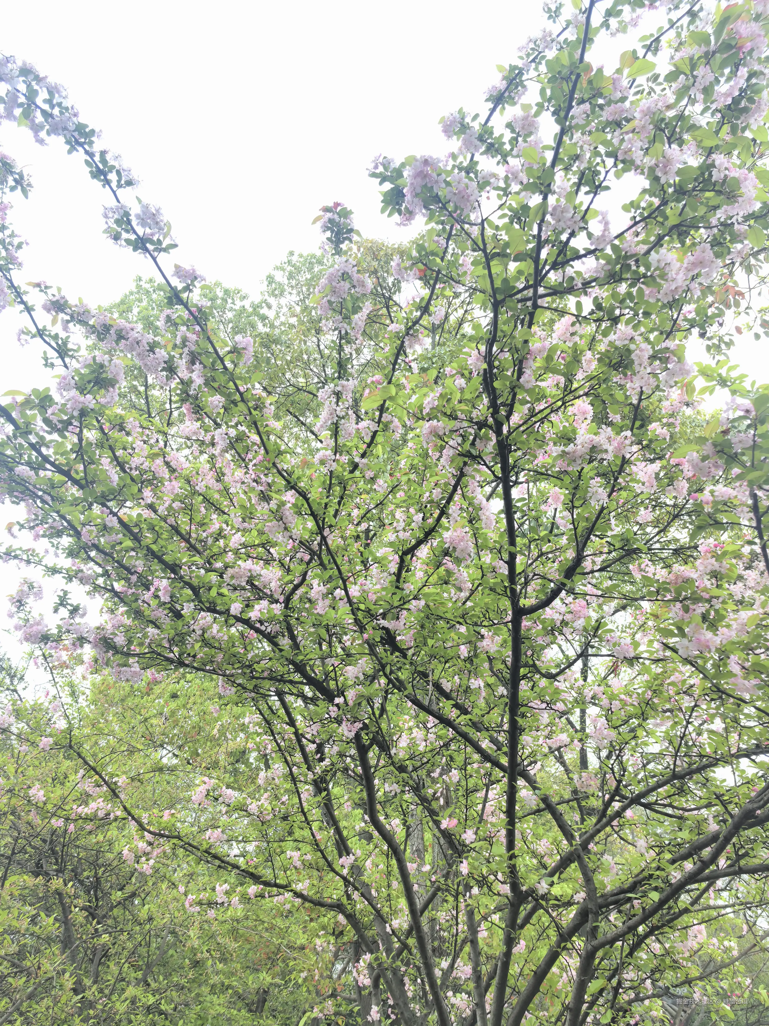 糖醋苦瓜于2026-03-23 16:28发布的图片