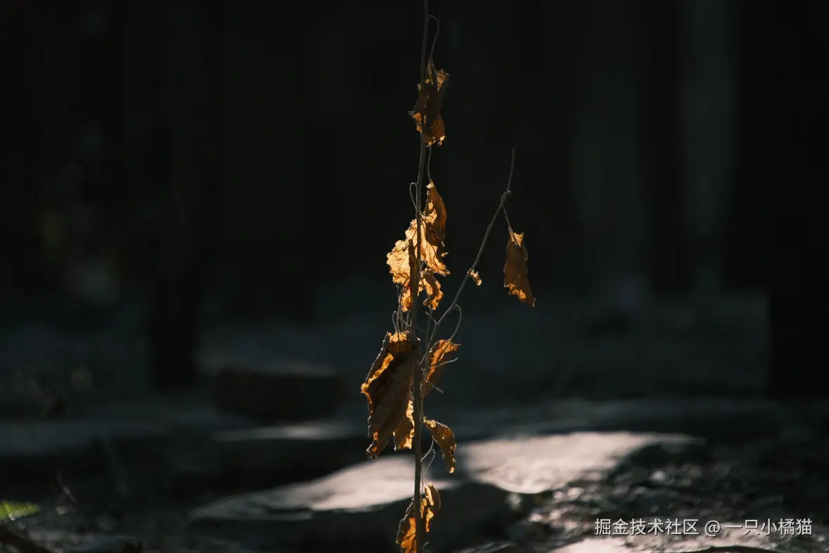 一只小橘猫于2026-01-15 09:24发布的图片