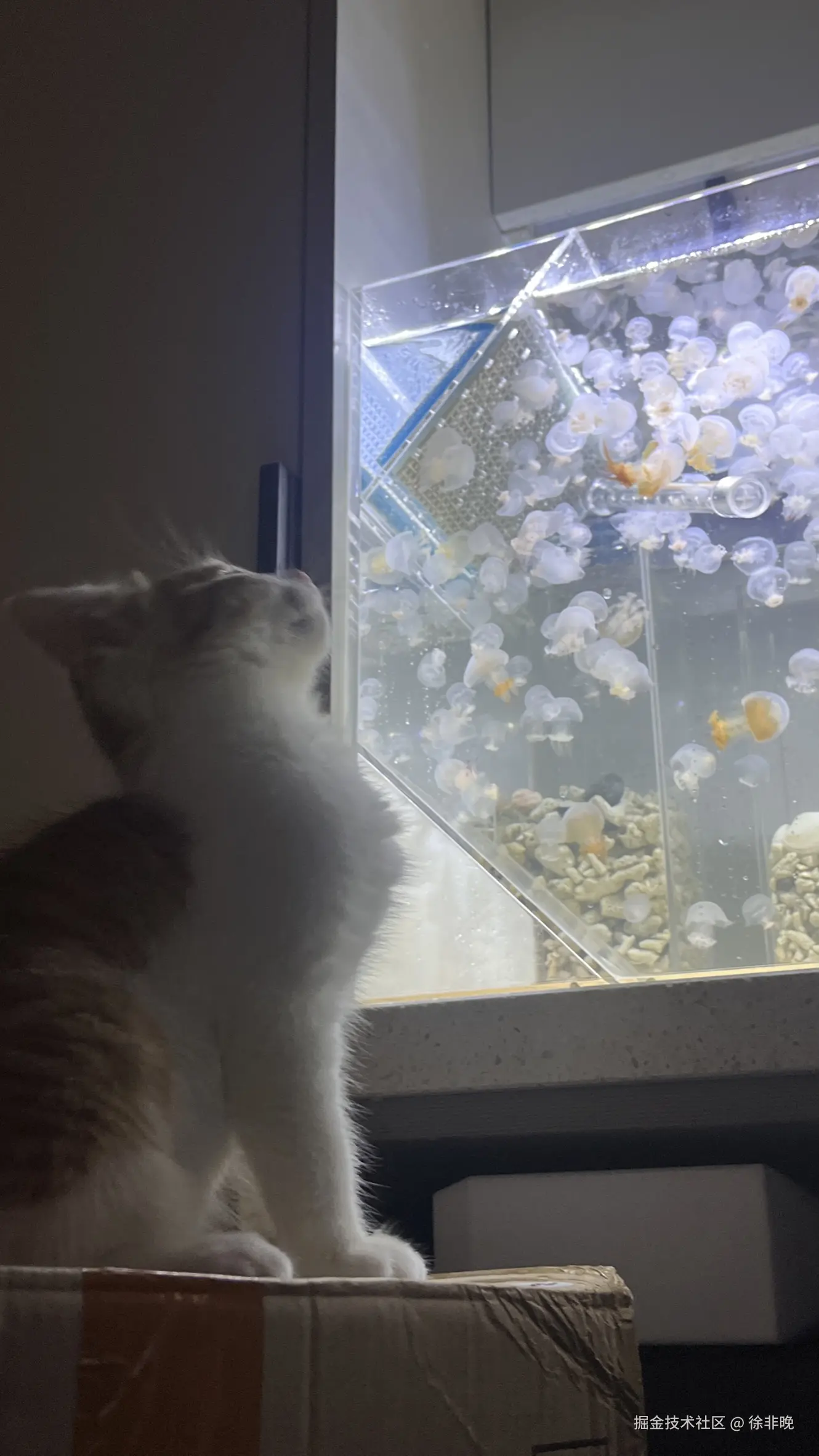 徐非晚于2024-08-16 12:35发布的图片