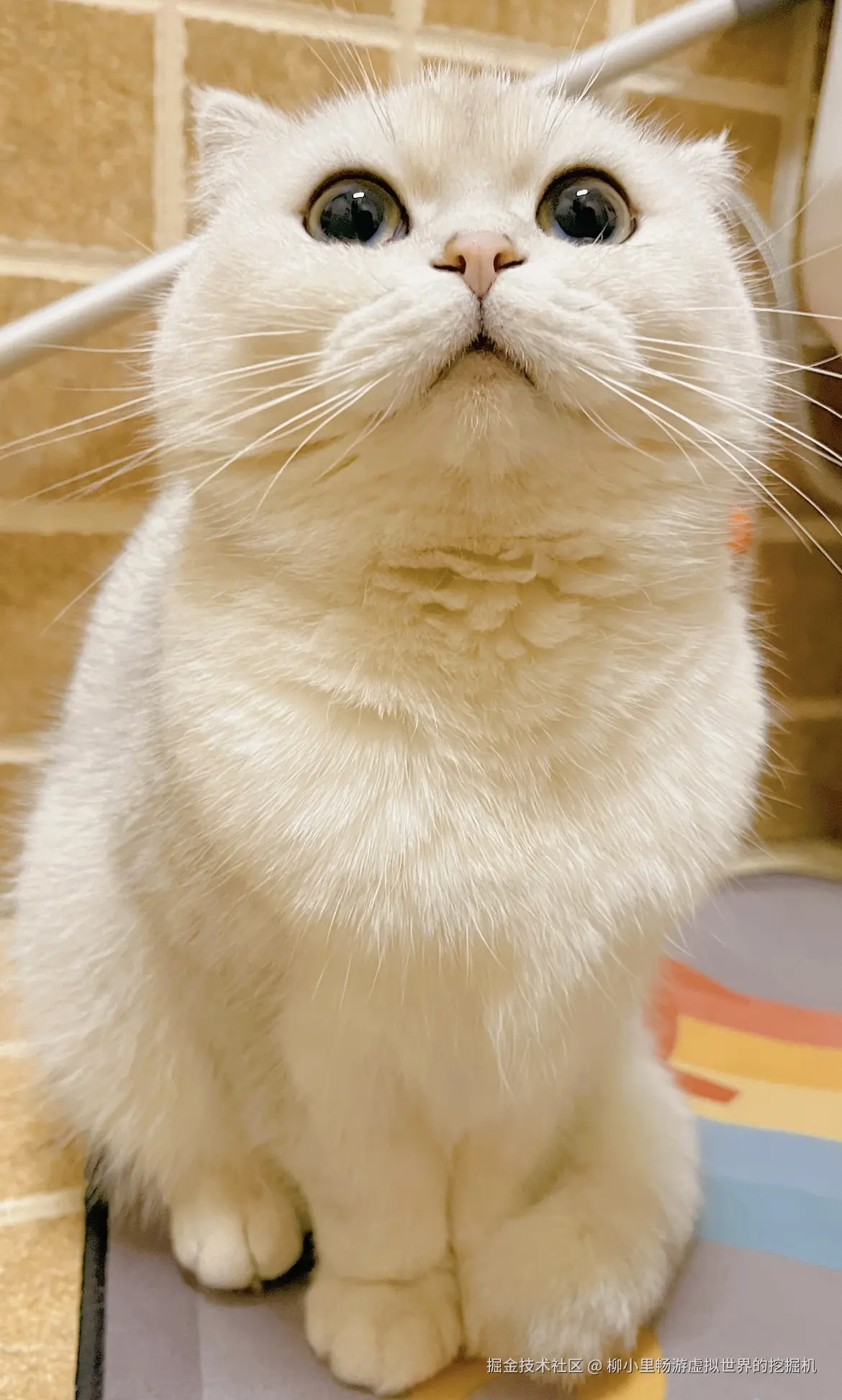 柳小里畅游虚拟世界的挖掘机于2025-11-18 16:34发布的图片