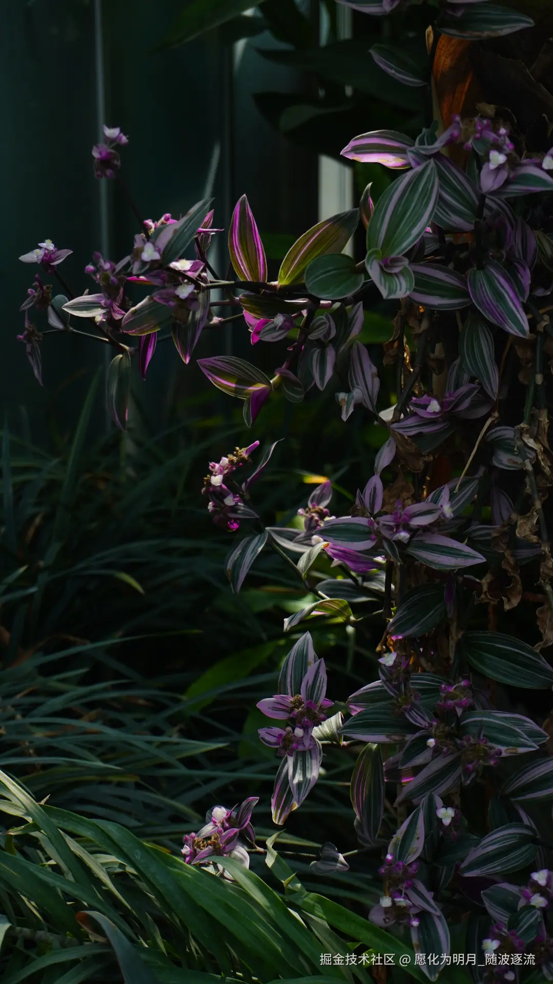 愿化为明月_随波逐流于2025-07-01 09:23发布的图片