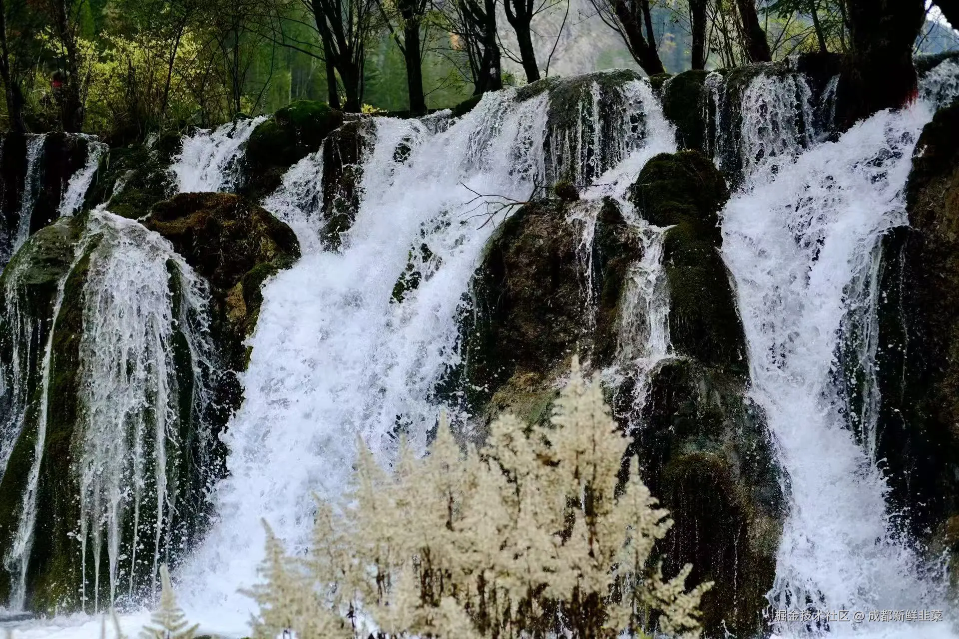 成都新鲜韭菜于2025-11-03 10:42发布的图片