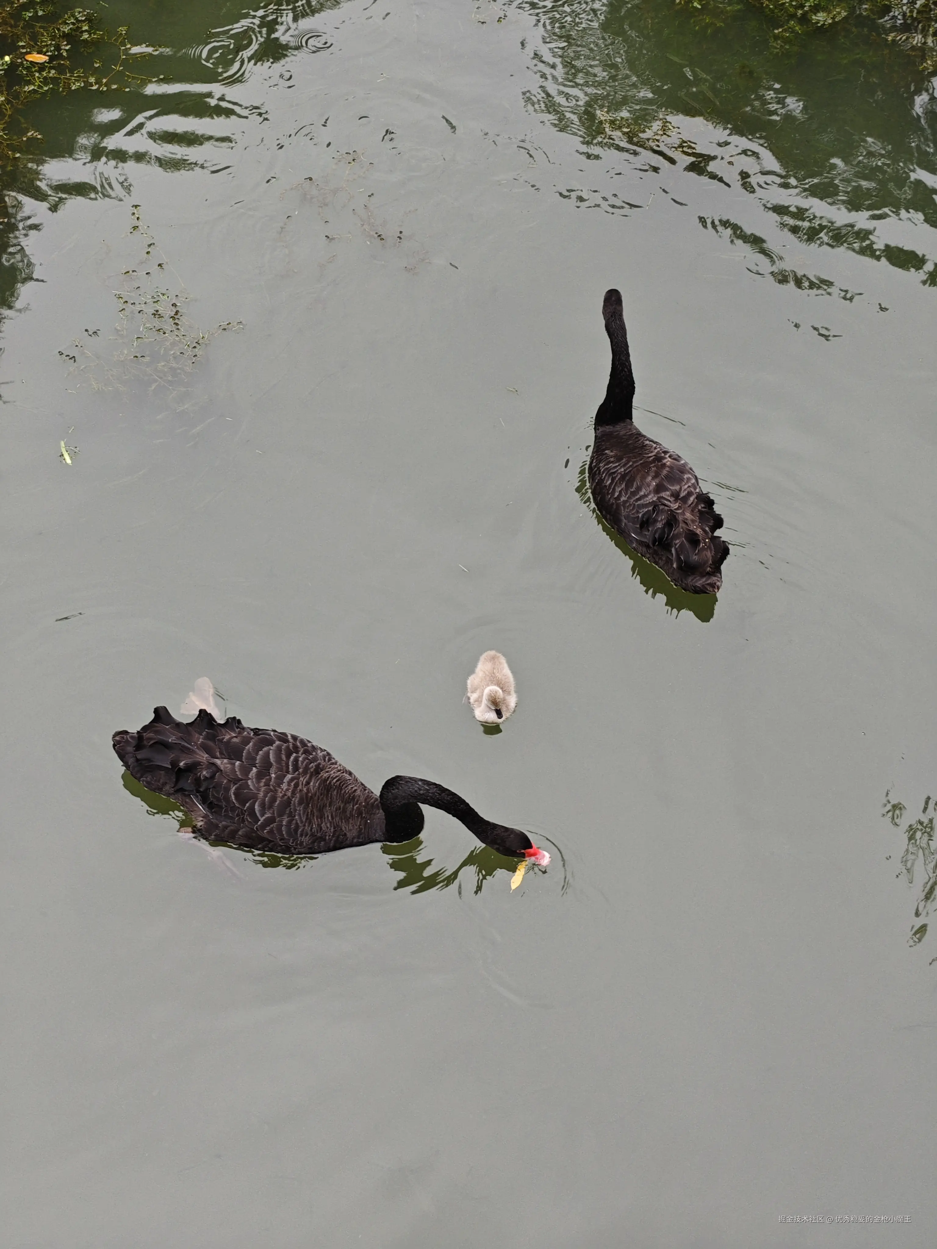 优秀稳妥的金枪小魔王于2025-09-23 09:57发布的图片