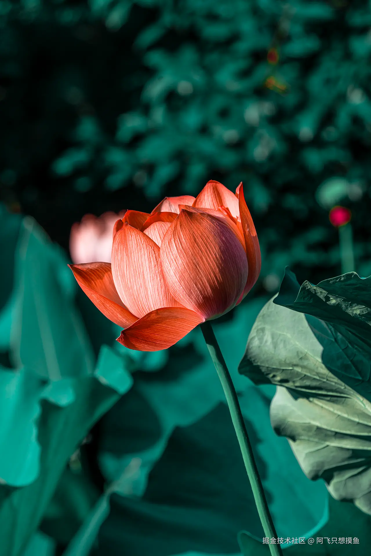 阿飞只想摸鱼于2025-07-16 10:21发布的图片