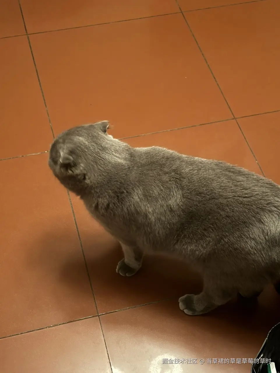 当草裙的草是草莓的草时于2024-09-20 16:40发布的图片